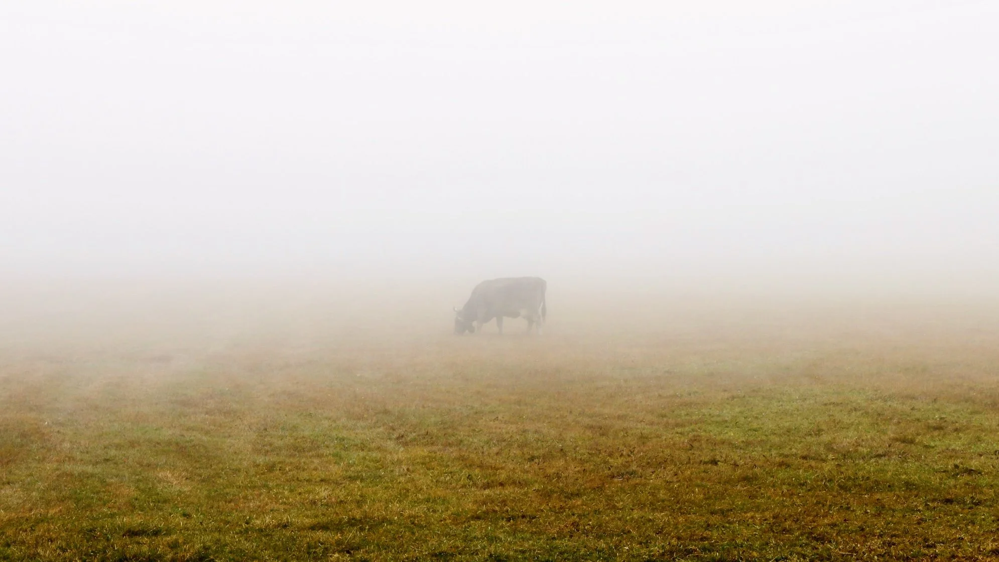 Una mucca in mezzo a una nebbia fitta in un campo verde.