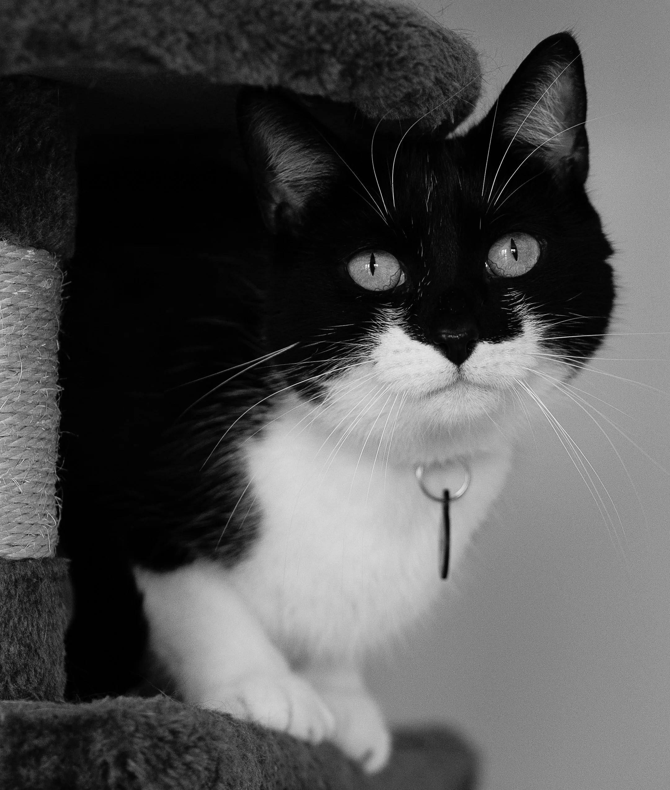 Black‑and‑white cat named Ben relaxing in a cat tree — personal touch from Tara Woods Photography