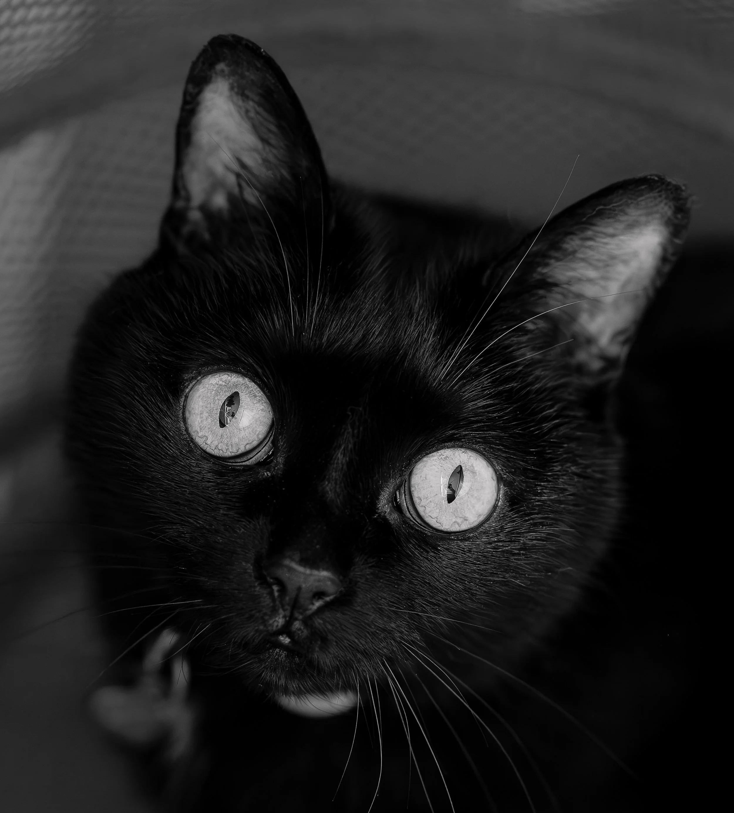 Black cat named Holly sitting indoors — personal behind‑the‑scenes glimpse from Tara Woods Photography.