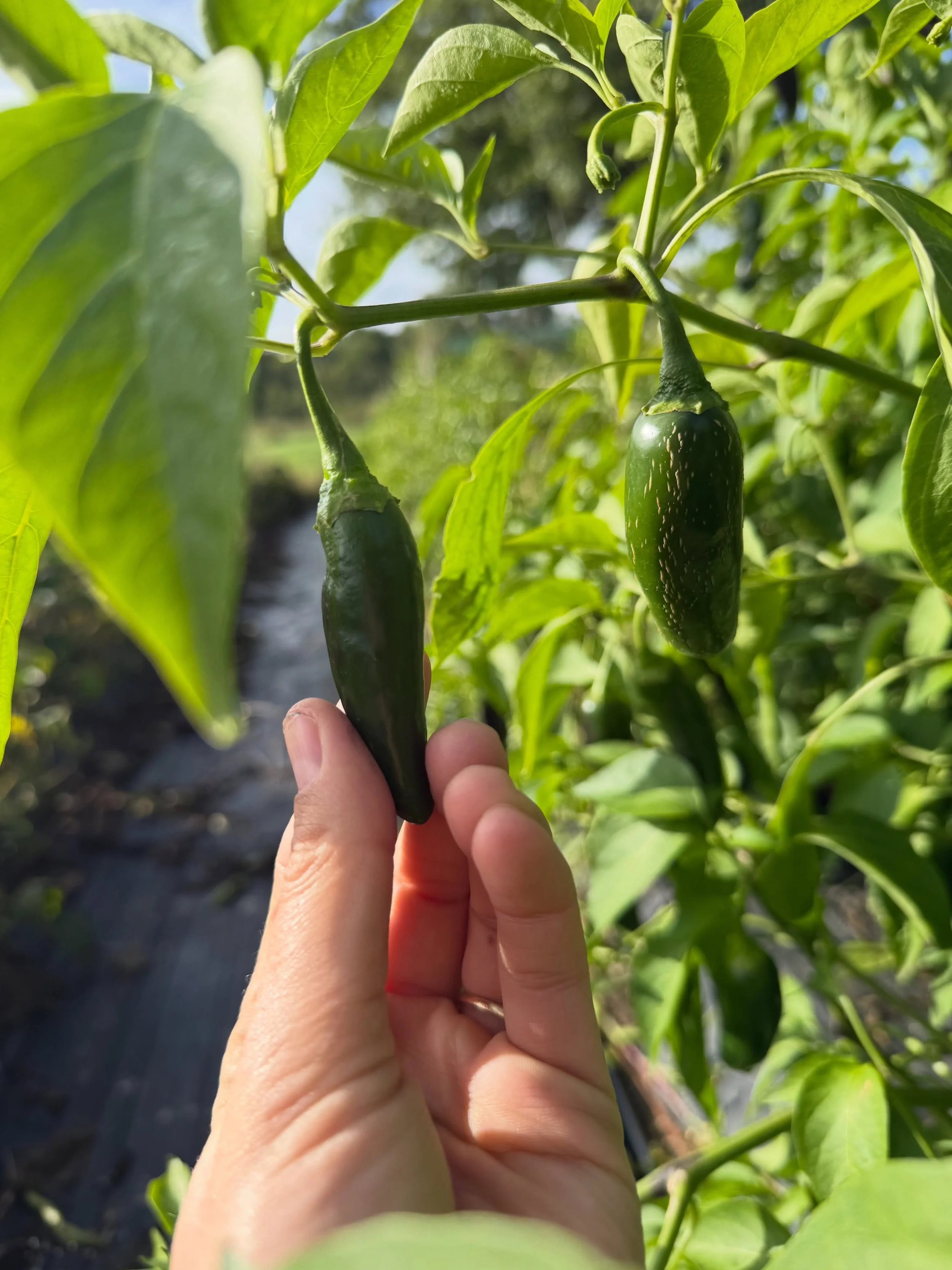 5 Loaves Bakery 🤝 Cold Frame Farm

We partner with @coldframefarm as much as possible using fresh, organic ingredients from their beautiful farm. Please, enjoy this slideshow of their jalape&ntilde;o peppers - which we will be using to make our Jala