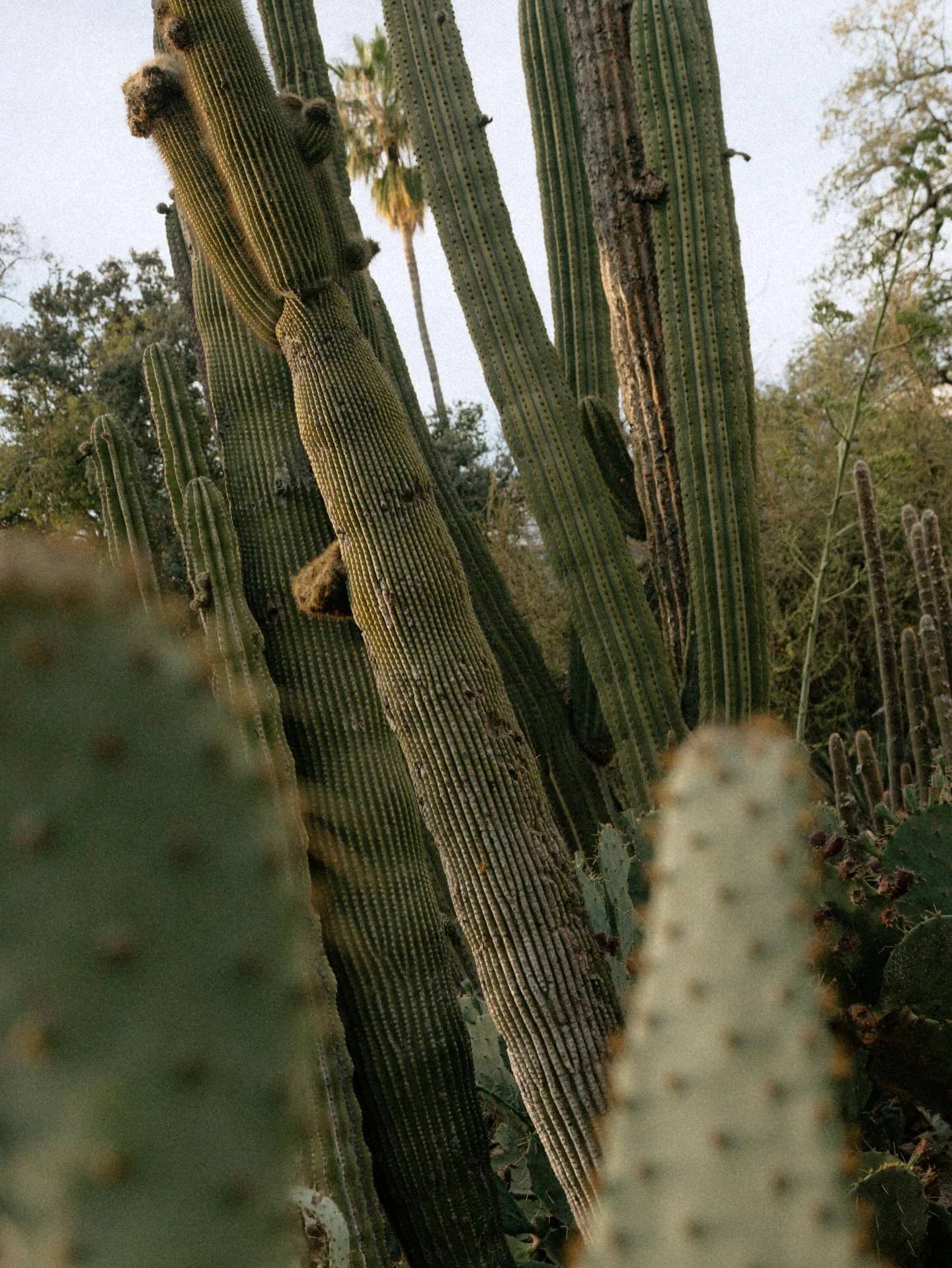 🌿A quieter, intimate way of reading Valencia - El Jard&iacute; Bot&agrave;nic. 

.

.

.

#VisitValencia #valencia #mediterraneanlife #hiddenvalencia #travelspain 

.

.

Valencia / Jard&iacute; Bot&agrave;nic / quiet city / shade / detail / slow ti