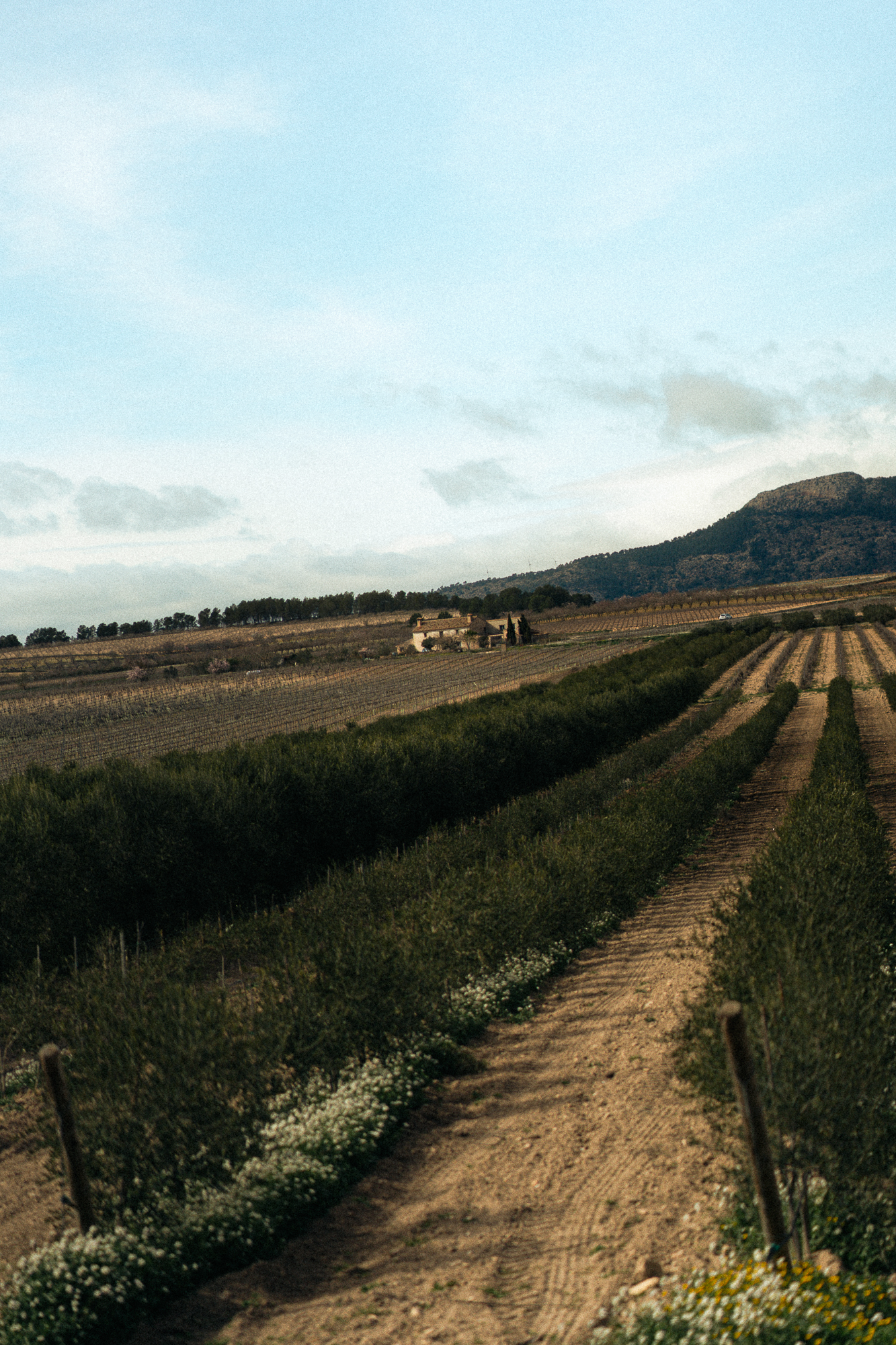 Dirt path through vineyards at Celler del Roure, with the winery farmhouse and mountains of Moixent in the background — Terres dels Alforins, Valencia