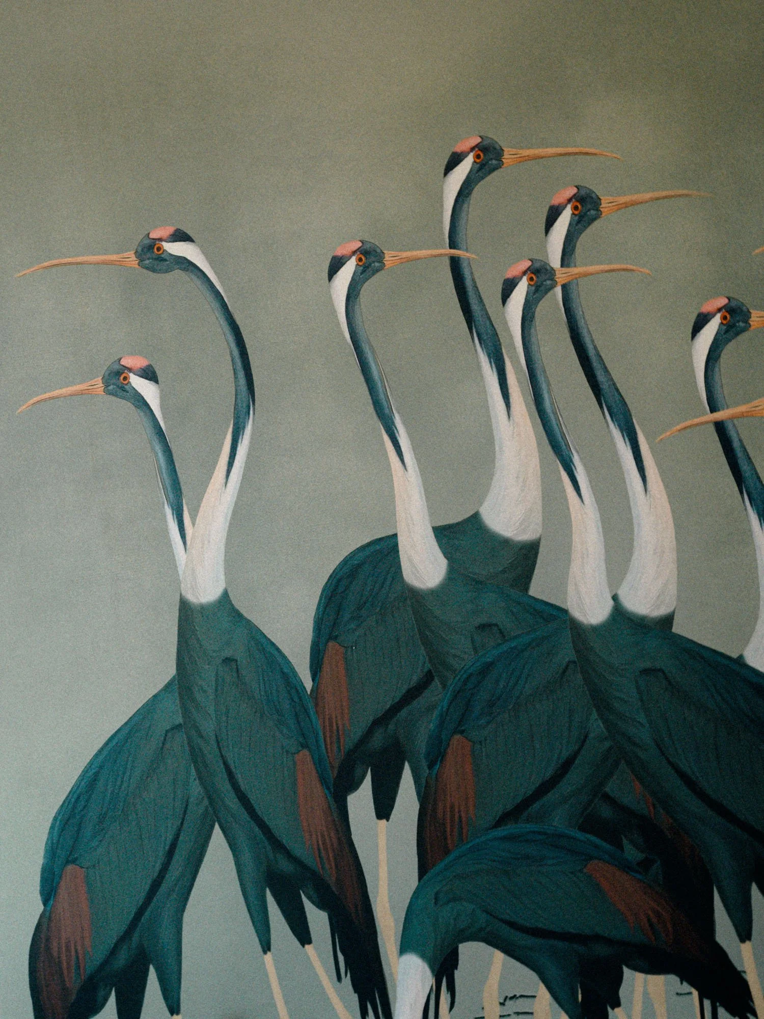 Grupo de grullas de colores oscuros con patas largas, cuellos largos y picos largos, en fila uno tras otro.