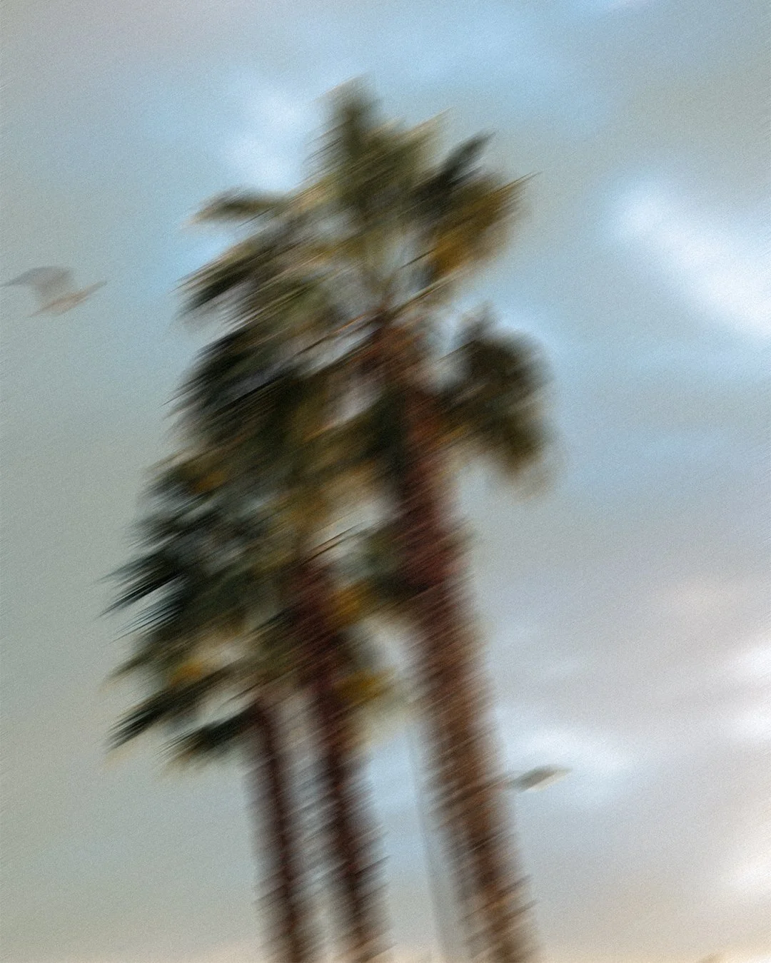 Palmera con movimiento, cielo nublado y aves en el fondo.