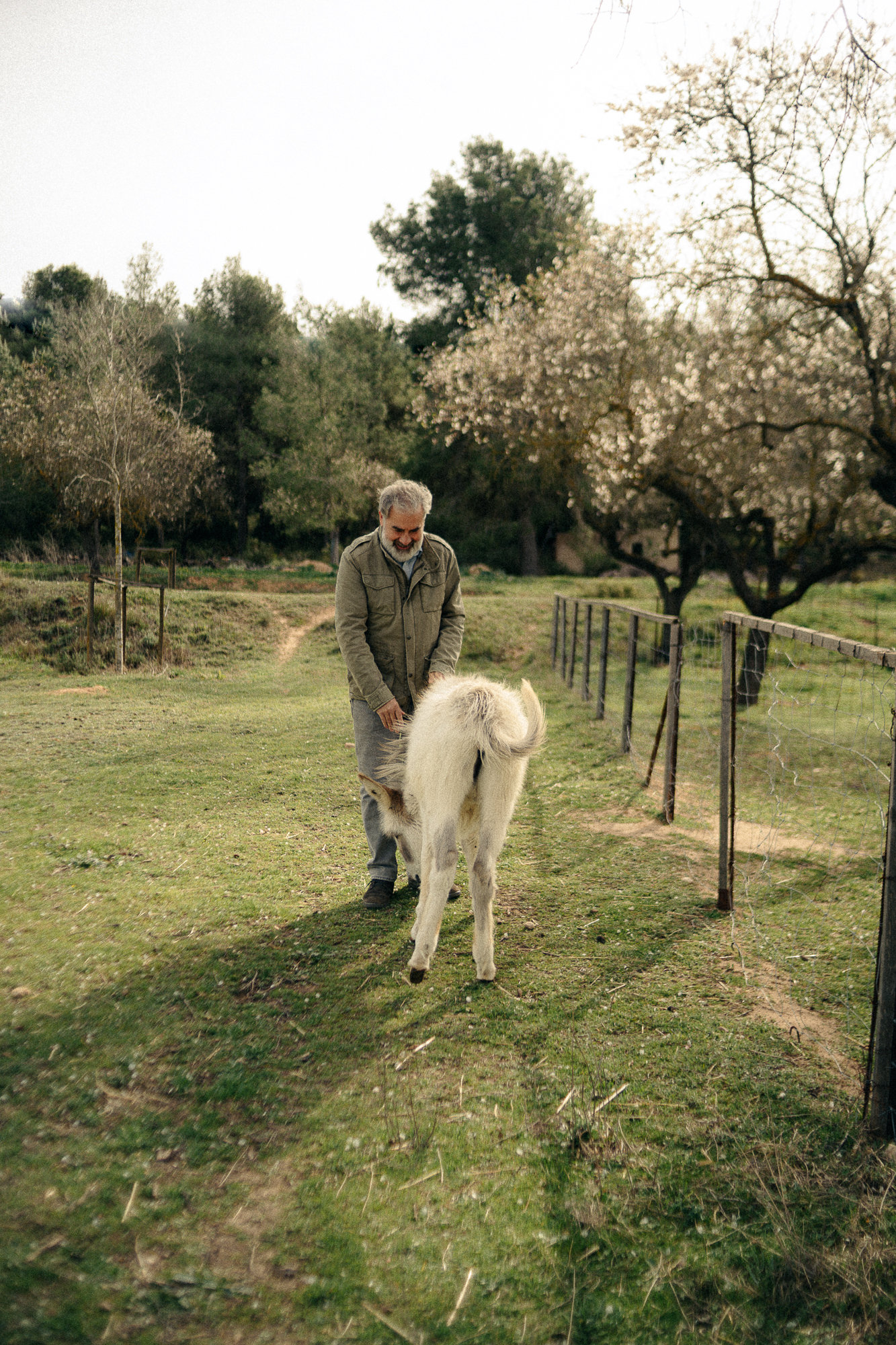 Pablo Calatayud, winemaker at Celler del Roure, walking with Tonet the donkey through the estate grounds in Moixent, Valencia