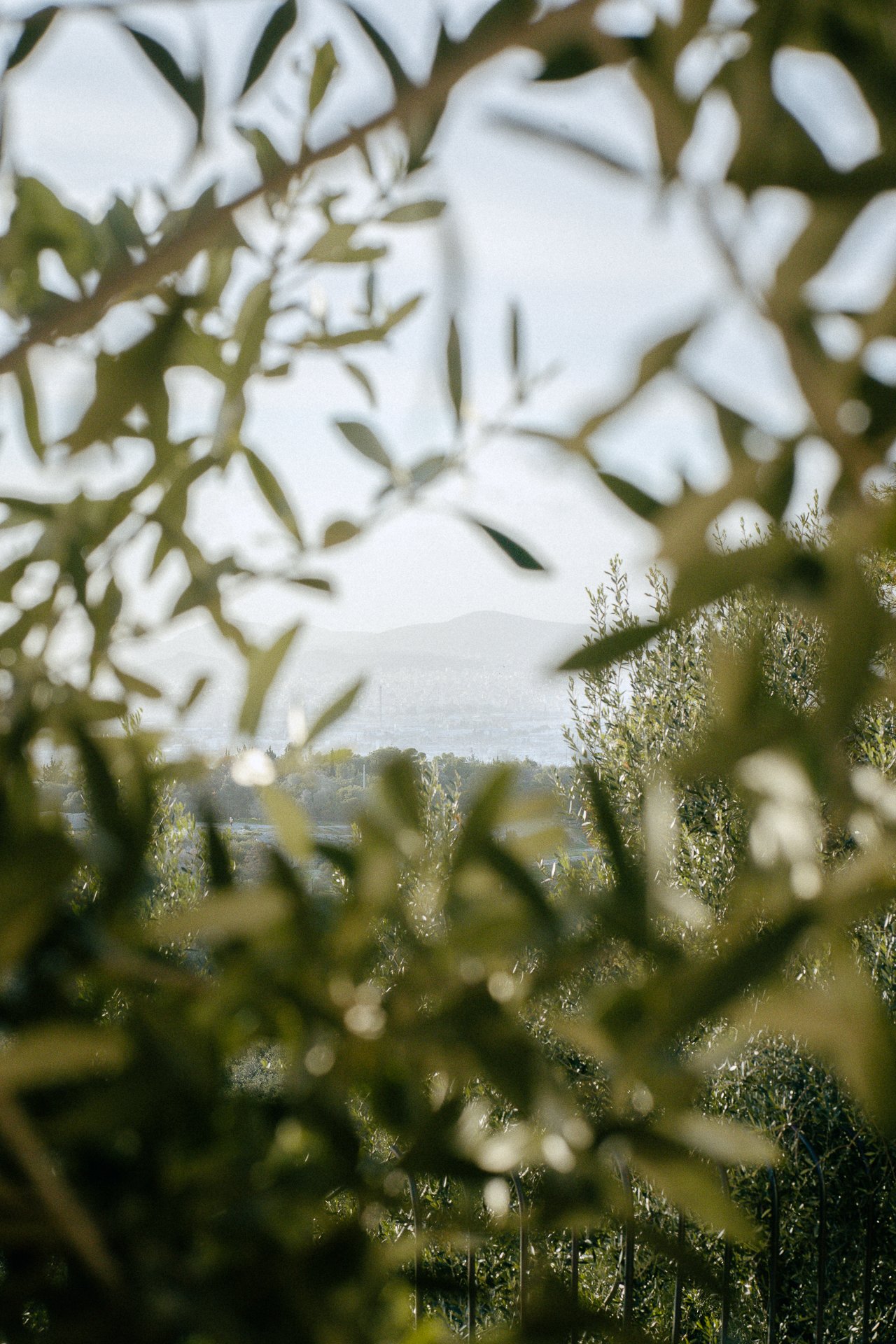 Soft-focus greenery framing a distant landscape, calm “quiet stay” mood for luxury hospitality storytelling
