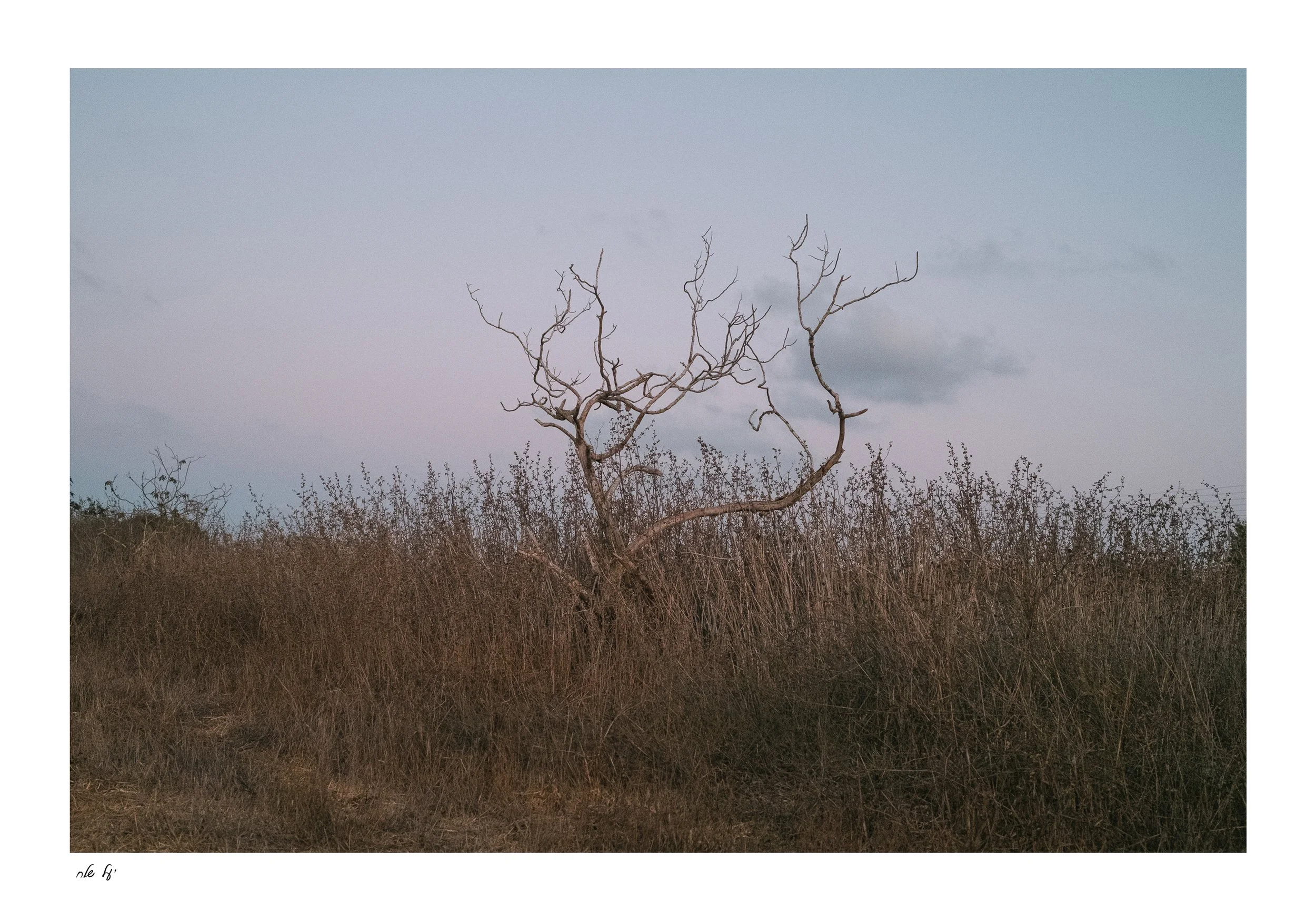 ליד משמרות.jpg