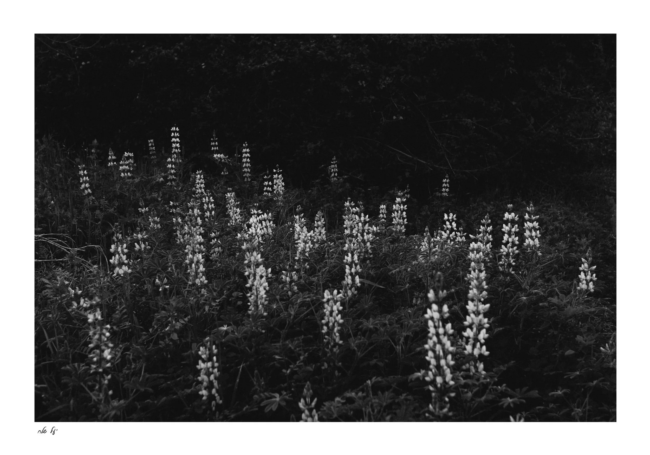 White Lupin | תורמוס לבן