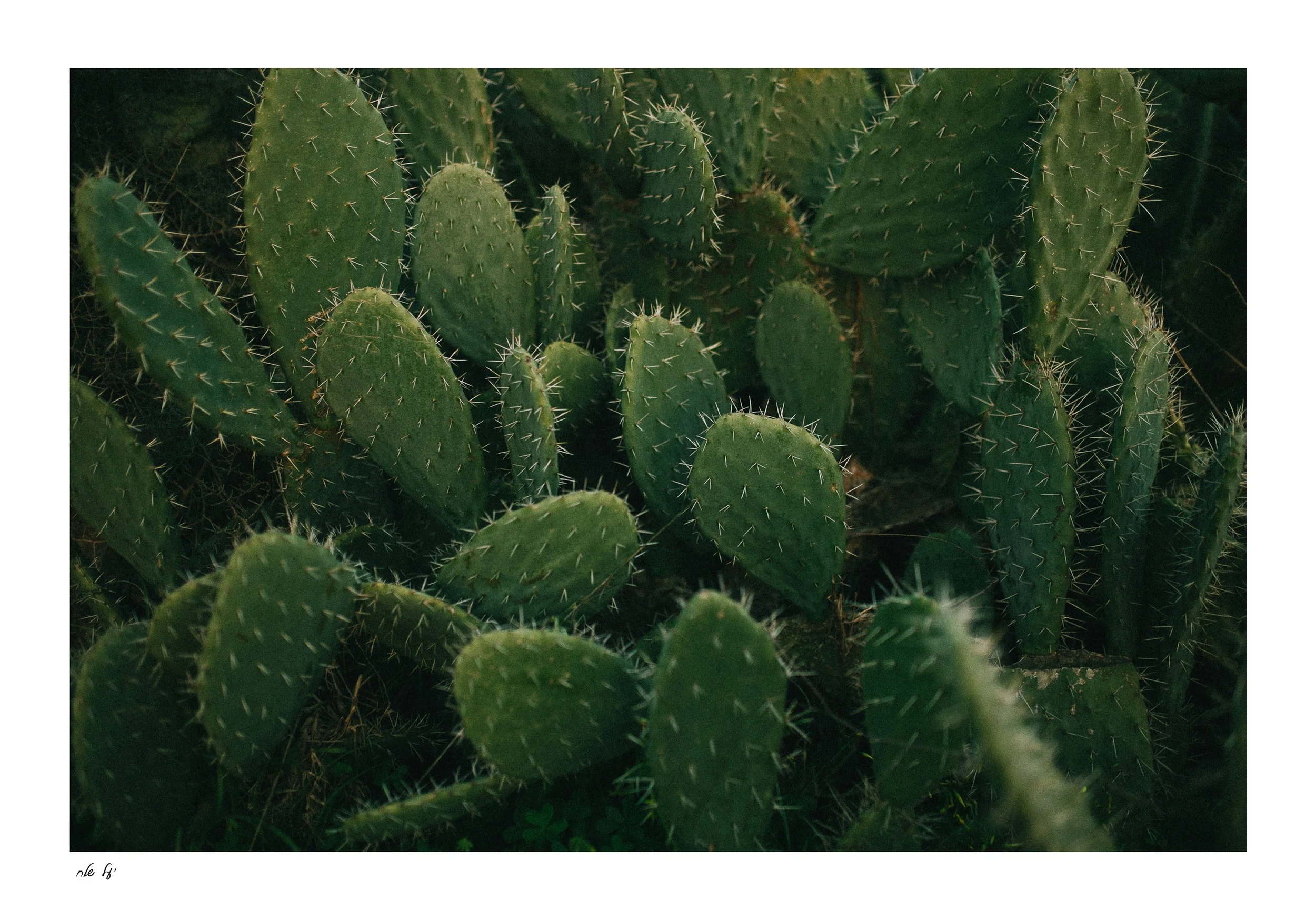 קקטוסים.jpg