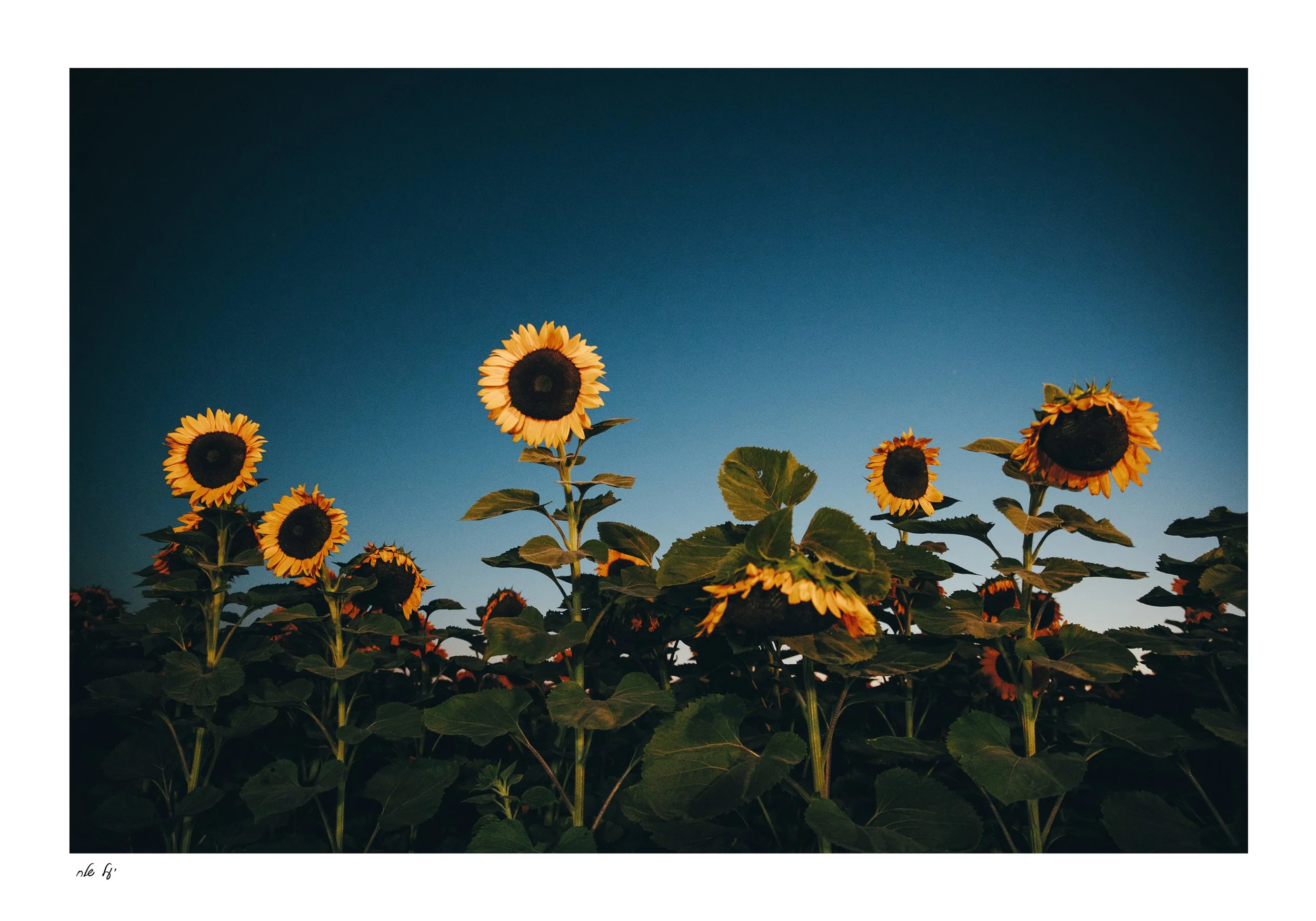 Sunflowers | חמניות