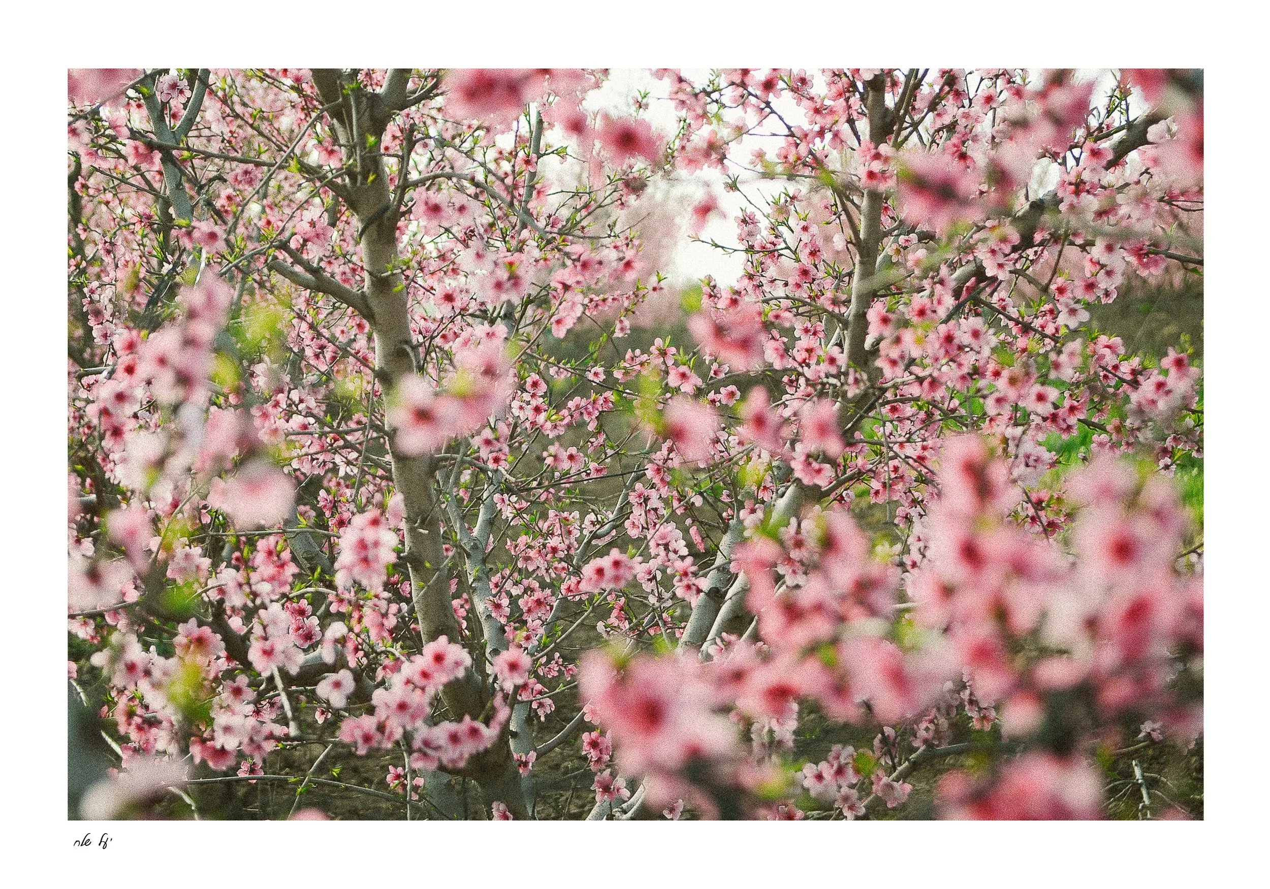 Nectarine Blossom | פריחת הנקטרינה