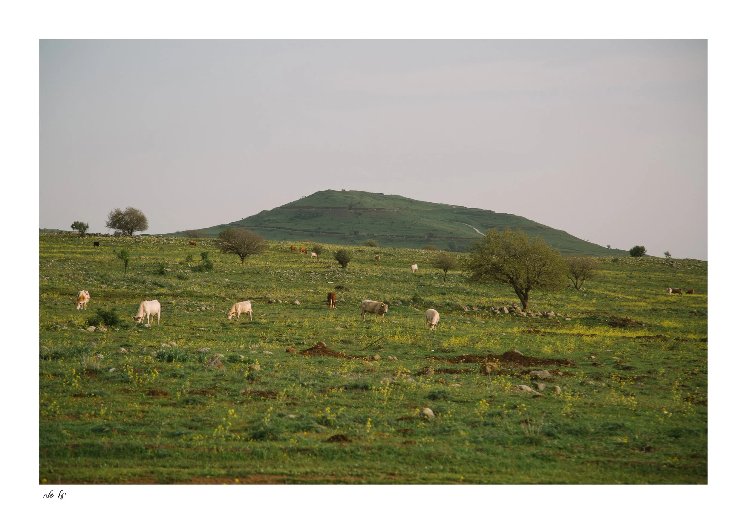 פרות_גולן.jpg