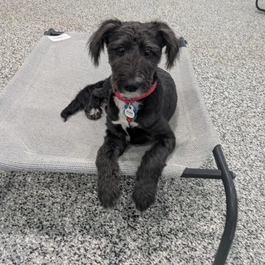 ✨ Mission Behavioral Control Private Sessions ✨
Welcome, Scarlett!
We&rsquo;re excited to work with you on:
&bull; Impulse control
&bull; Polite greetings (no jumping)
&bull; Leash manners
&bull; And more! 
Let&rsquo;s build calm, confident habits to