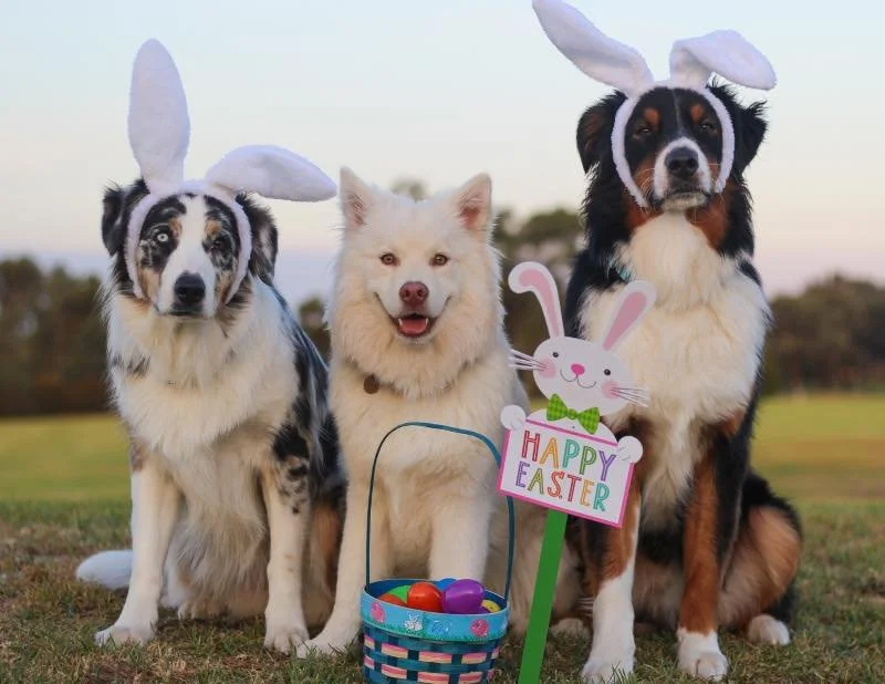 🐣 Easter Boarding Spots Still Available! 🐾
We still have plenty of openings for Easter boarding &mdash; don&rsquo;t wait until last minute!

✨ Cage-free &amp; kenneled boarding options
✨ Spacious kennels (4x4 up to 4x10)
✨ Enrichment &amp; training