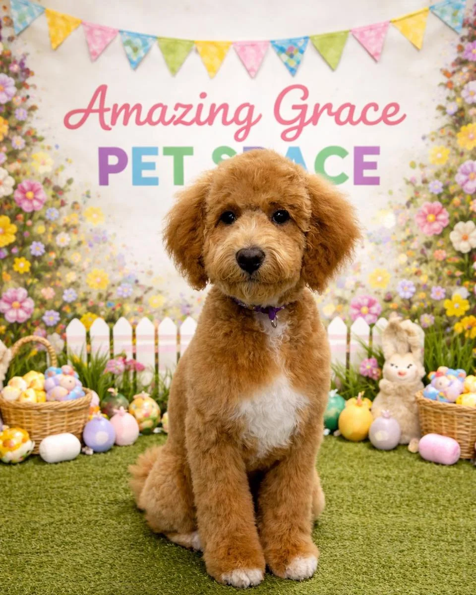 Make sure your pup is looking their BEST for Easter gatherings! 🐣
&bull; Mar 31 &mdash; 11AM, 12PM, 2:45PM, 3PM
&bull; Apr 1 &mdash; 10AM&ndash;4PM
&bull; Apr 2 &mdash; 1PM, 2PM, 3PM
&bull; Apr 3 &mdash; 9AM&ndash;3PM
🎉 New clients get $10 OFF
🛁 D