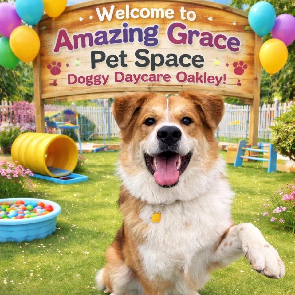 🐾 Everyone give a BIG welcome to OAKLEY! 🐾
This happy pup just joined the crew at Amazing Grace Pet Space Doggy Daycare and is already stealing hearts! From tail wags to playtime fun, Oakley is fitting right in with the pack and loving every minute