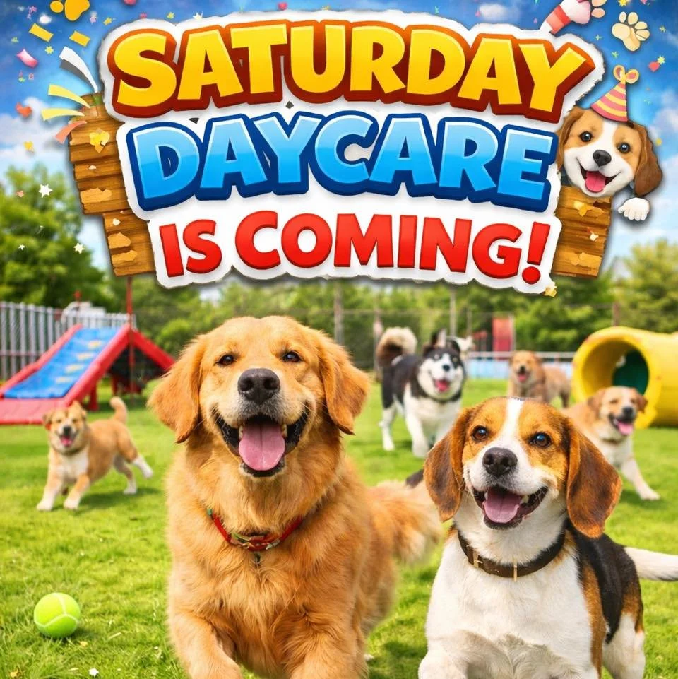 🎉🐾 WOOF WOOF! IT&rsquo;S HAPPENING! 🐾🎉
You&rsquo;ve been asking and we&rsquo;re so excited to finally say Saturday Daycare is HERE! 🐶

🗓 First Day: Saturday, April 11
⏰ Time: 9 AM &ndash; 5 PM
💵 Price: $20 per pup (+$5 off for siblings!)
⚠️ Li