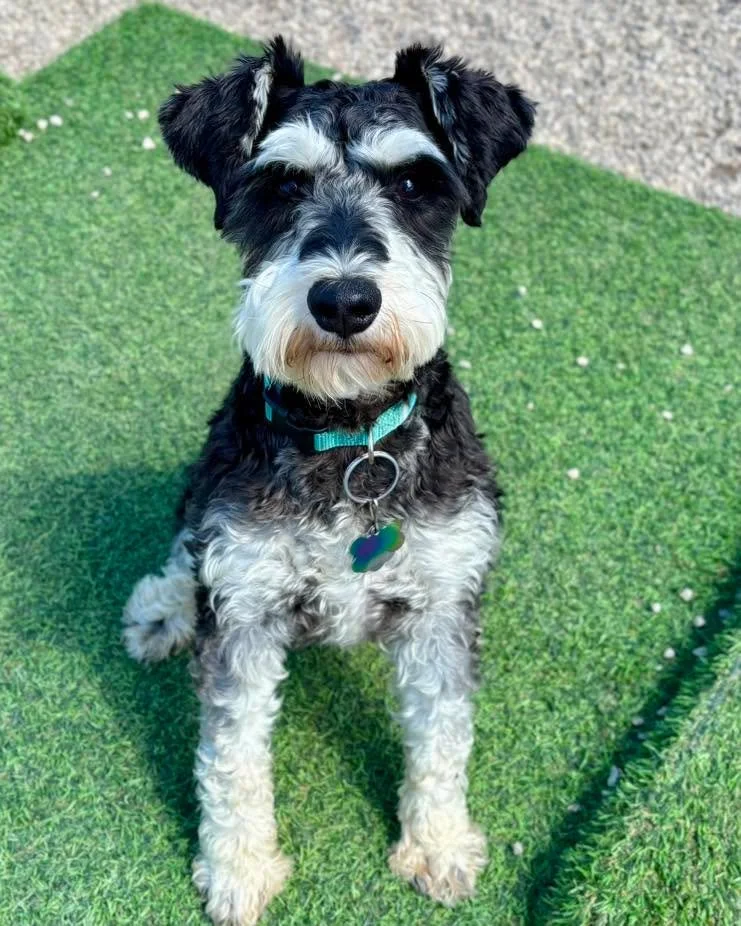 🐾 Help Riley Find His Perfect Home 🐾
Riley&rsquo;s owner has made the difficult decision to find him a new home&mdash;and we&rsquo;re hoping to help connect him with the right family. ❤️

Riley was born in July 2025 and is a full-blooded Schnauzer.