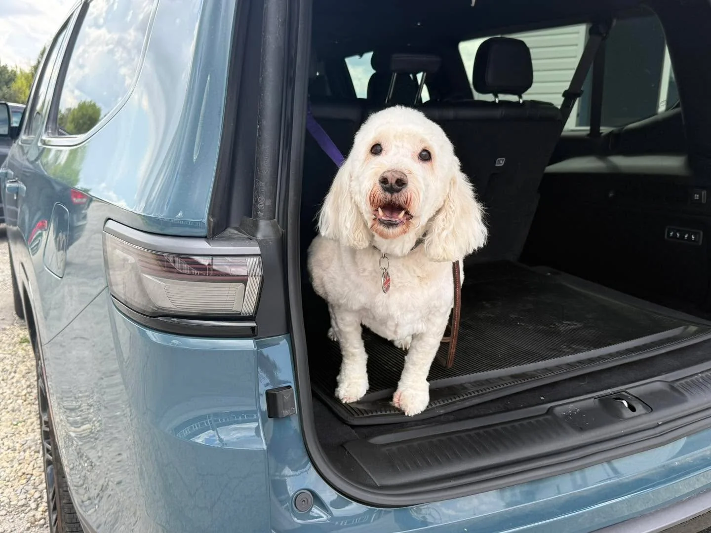 🚕🐾 Beep beep&mdash;taxi service is here!
At Amazing Grace Pet Space, we offer pick-up and drop-off for all of our services, so your pup can enjoy their day without you having to rearrange yours.
Tater absolutely loves his ride to and from and gets 