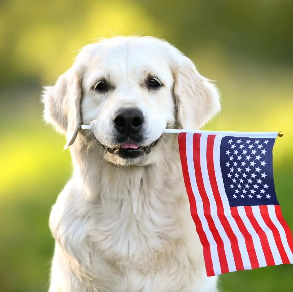🇺🇸🐾 MEMORIAL DAY BOARDING UPDATE 🐾🇺🇸
We only have 7 boarding kennels left for Memorial Day weekend! 🎆
✨ Overnight boarding &mdash; starting at just $35/day ✨
Spots are filling FAST, so message us now to reserve your dog&rsquo;s stay before we&
