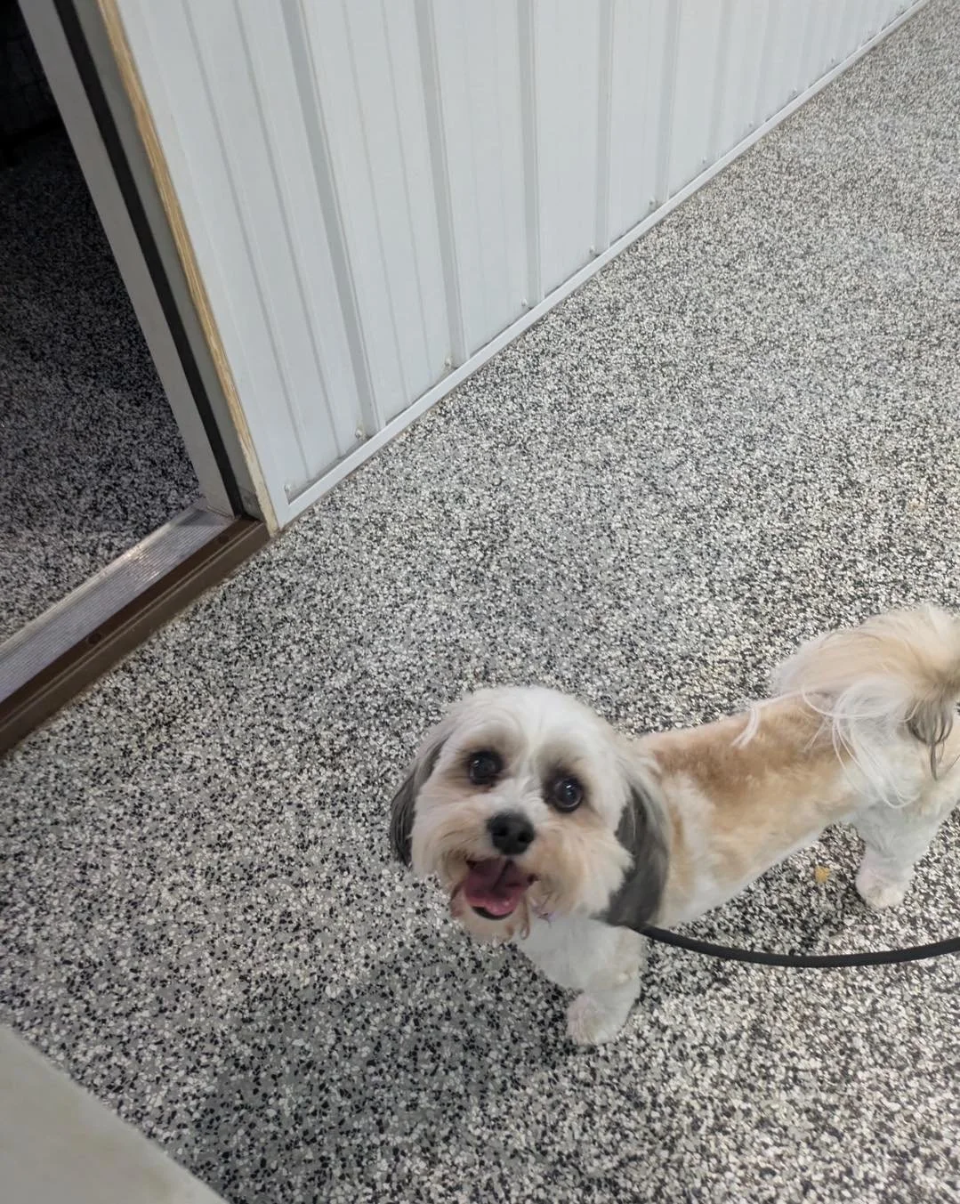 🐾 Mission Behavior Control 🐾
Building better manners, confidence, and well-behaved companions one session at a time!

Milo is mastering:
✔️ Leash manners
✔️ Threshold work &amp; impulse control
✔️ No jumping

Oatmeal is mastering:
✔️ Recall
✔️ Leas