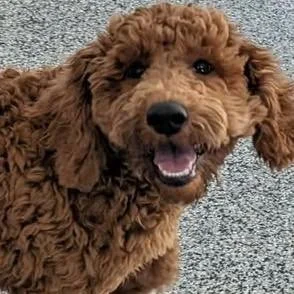 🐶 WE NEED PUPPIES 🐶
🎁 Referral Bonus: Tag your friends and family with a puppy! If someone you tag signs up for class, you'll receive a $5 credit on your account.

Our next Puppy Class starts June 10th at 6:15 PM and meets once a week for 5 weeks.