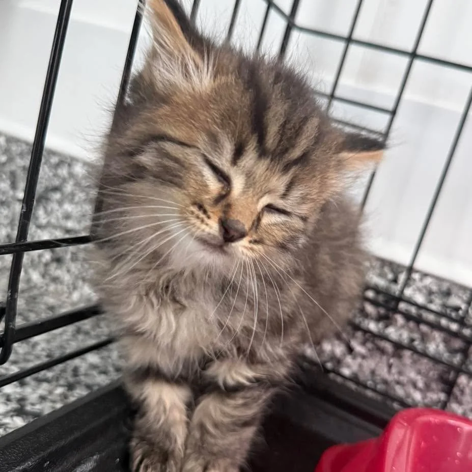 🐾 FOUND KITTEN NEEDS A FOREVER HOME 🐾
One of our friends found this sweet kitten on her porch today. We currently have him safely secured in a cat kennel and are caring for him, but he is in need of a loving forever home.

At this time, we don&rsqu