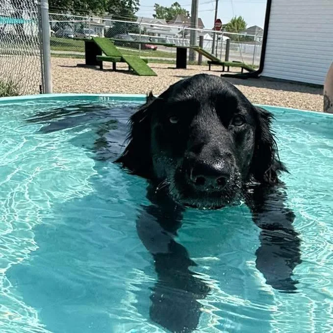 With warmer weather rolling in, we'll be setting up the dog pools on hot days so our daycare pups can cool off, play, and have some extra summer fun! 💦

If your dog loves water, please be aware that they may be wet (or even a little muddy from all t