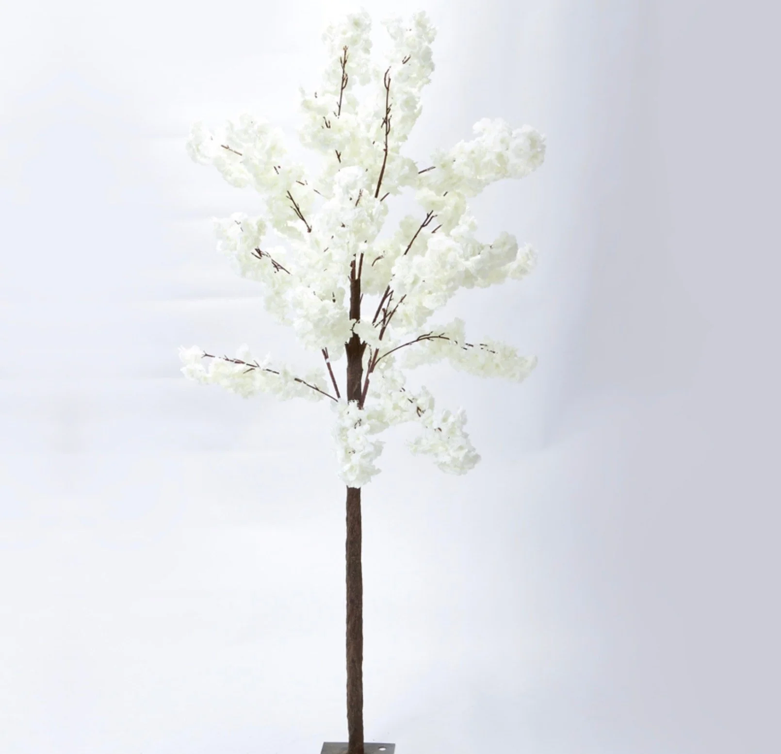6' White Cherry Blossom Tree