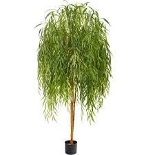 6' Willow Tree