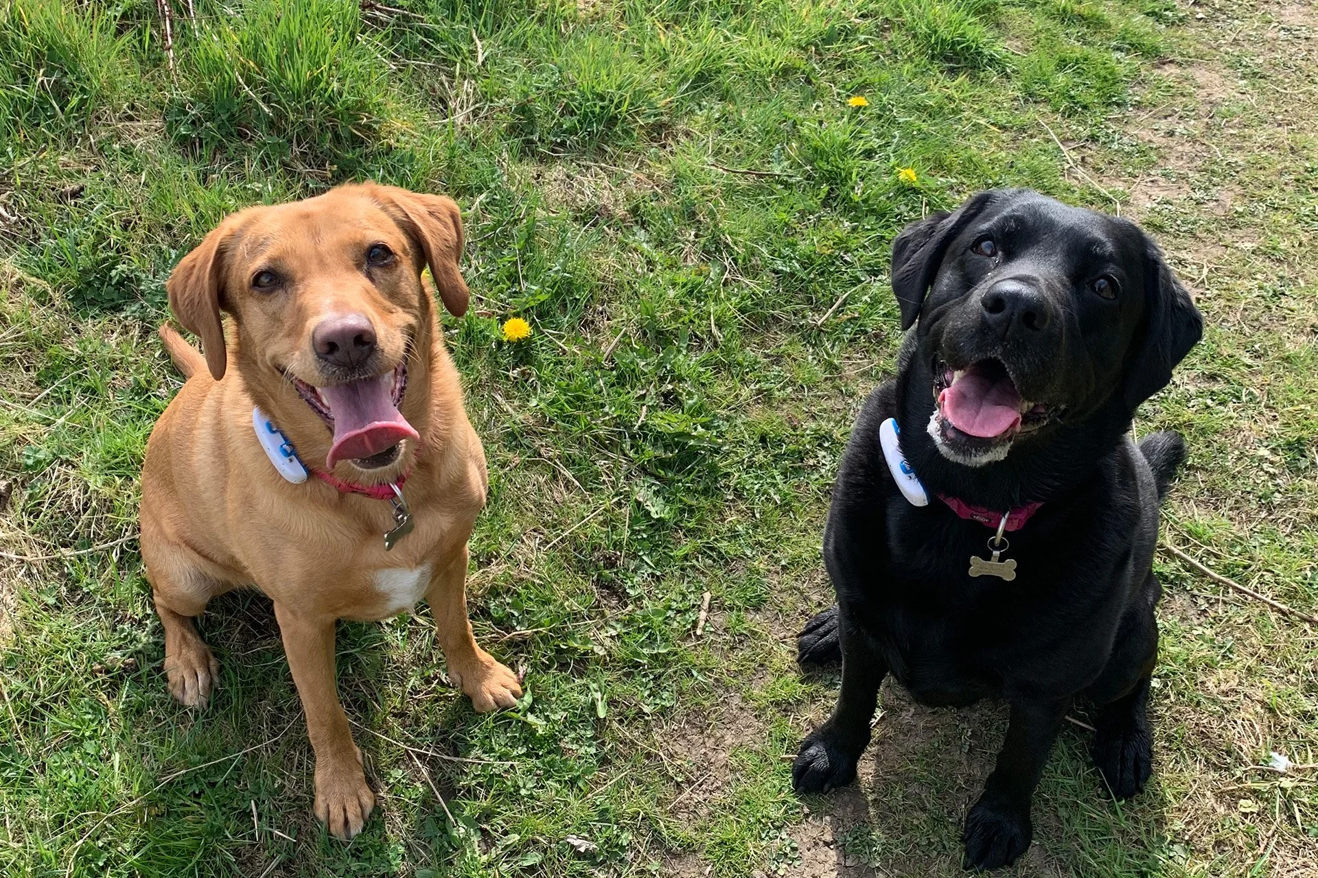 Why Obedience Alone Doesn’t Equal Control