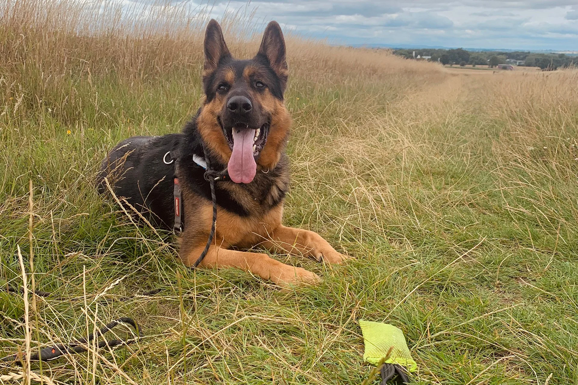 Structure Over Restriction: Setting Boundaries for Working Dogs