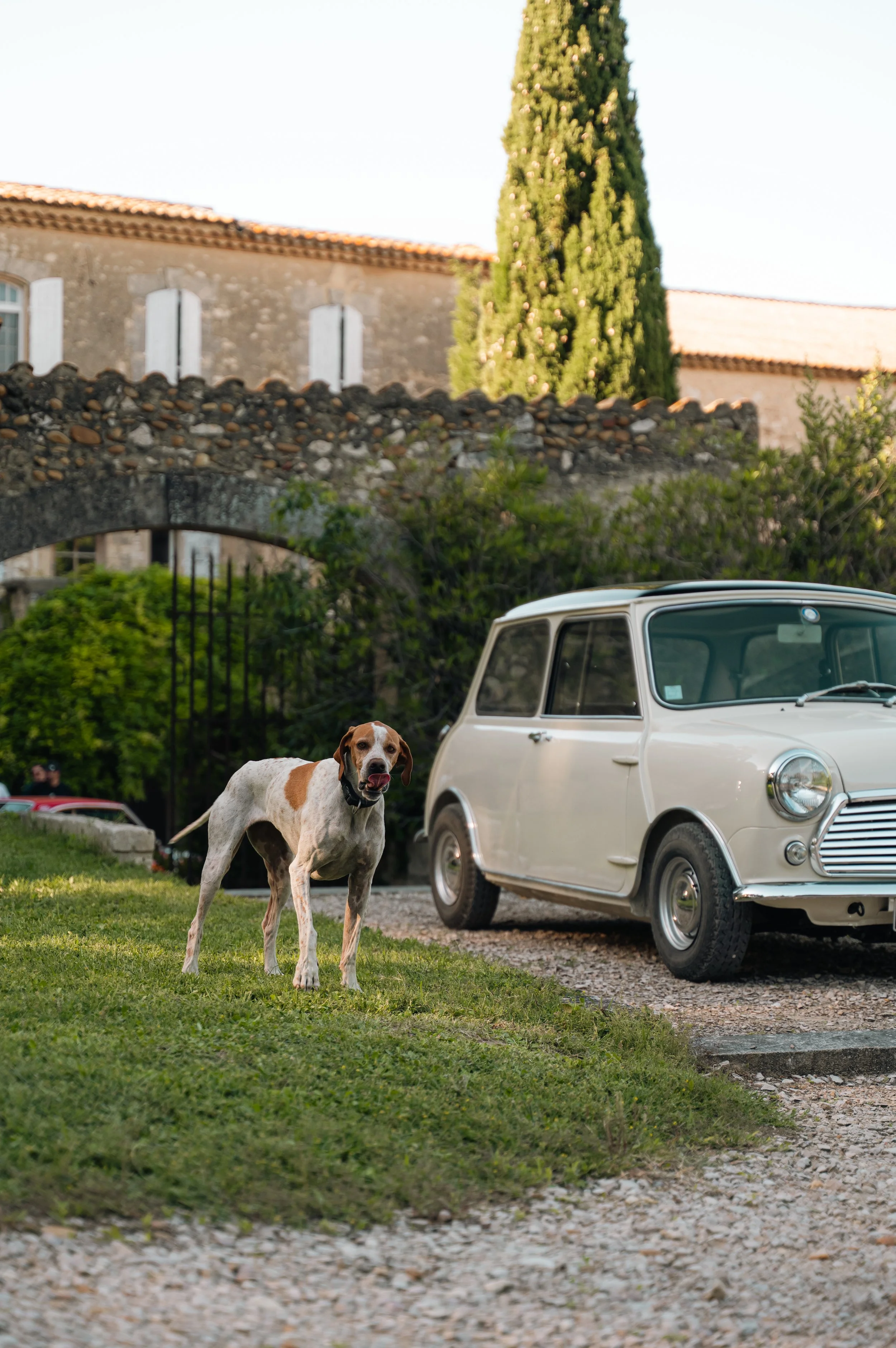 A dog standing on grass in front of a white vintage car, with a house with stone walls and a tall cypress tree in the background.