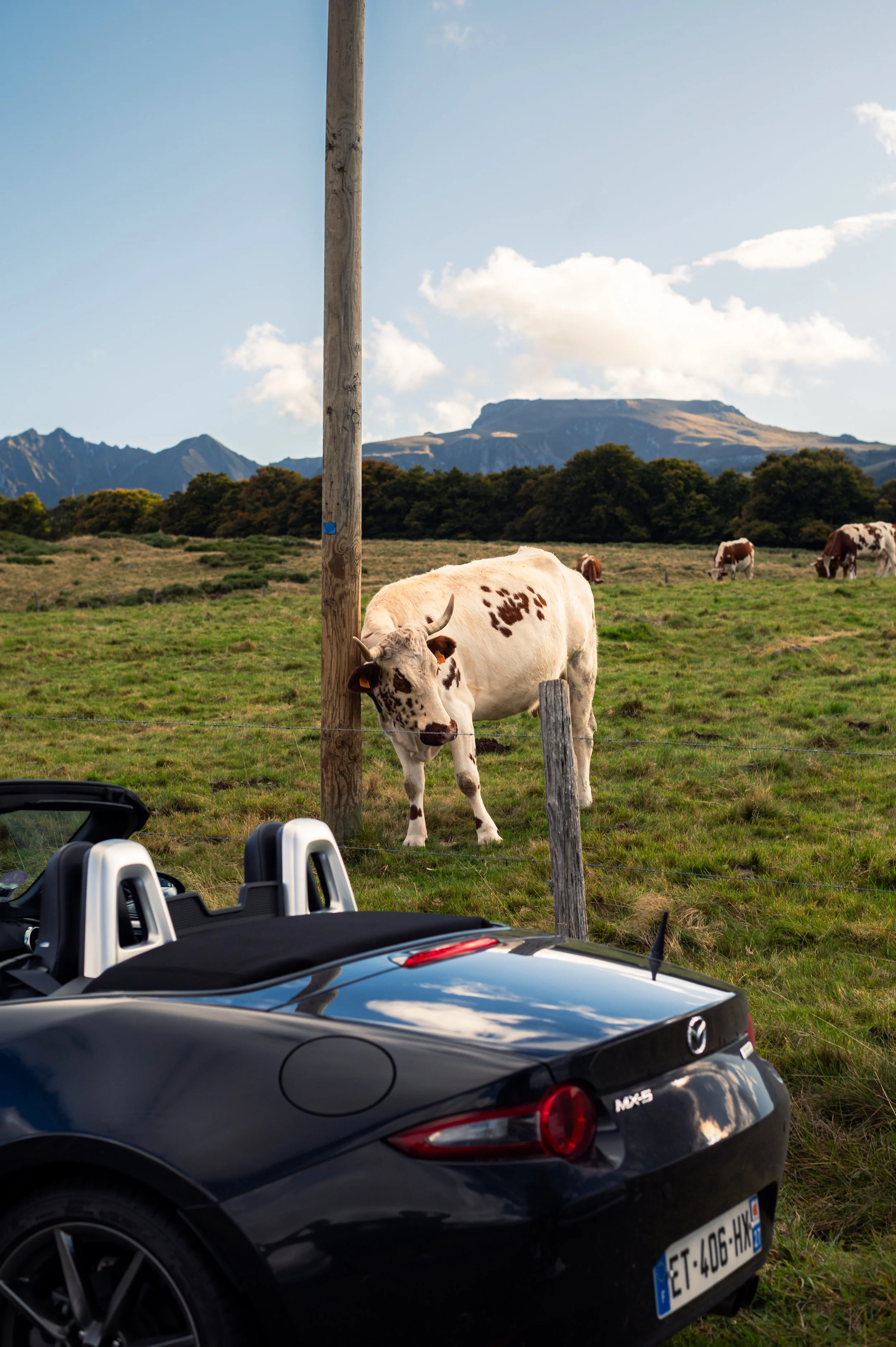A cow standing in a grassy field near a fence with a black convertible car in the foreground. There are other cows in the background, with mountains and trees under a partly cloudy sky.
