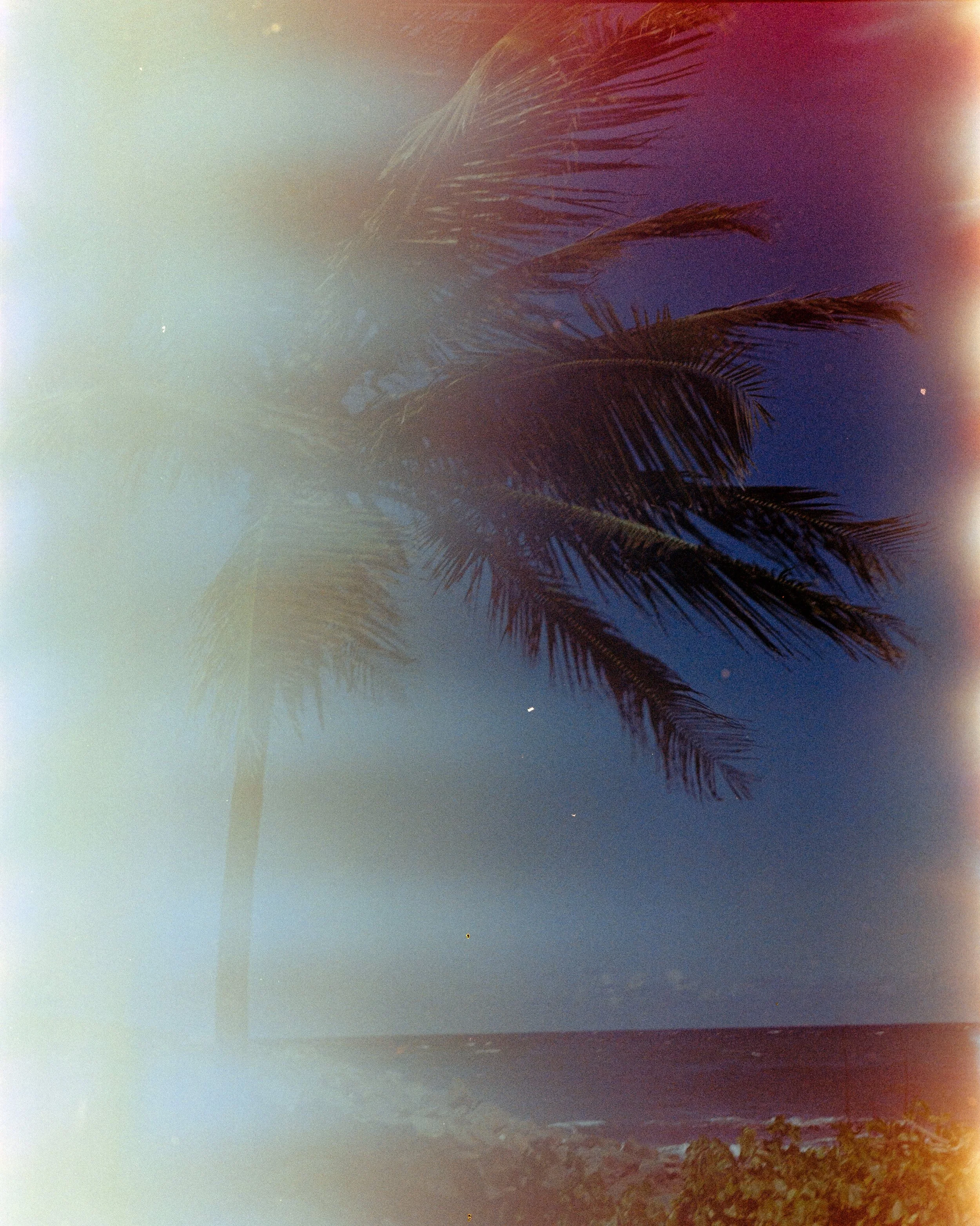A palm tree on a beach with ocean waves in the background.
