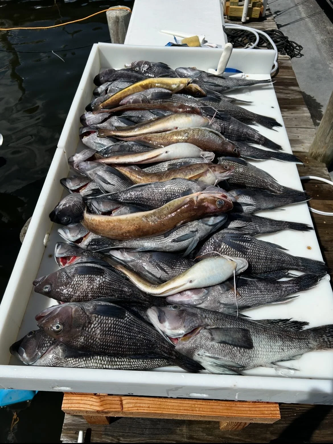 Gotta love @minnkotamotors

#