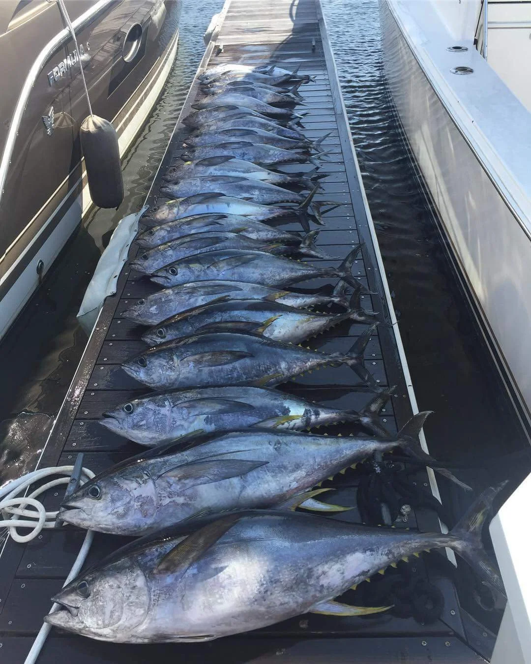 Caught it, Cut it, Rolled it 💥💥💥