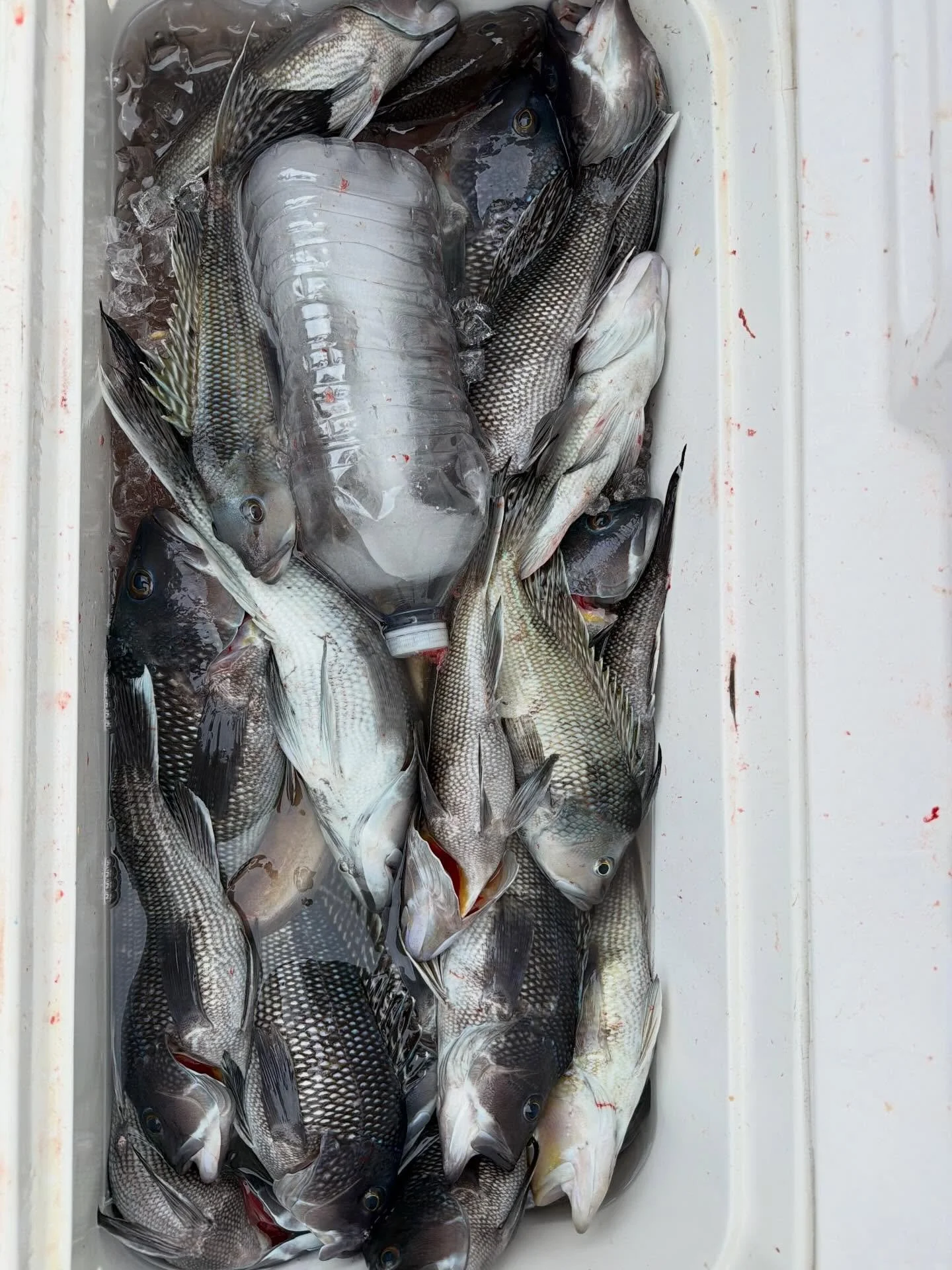 5/27- Boat limit of 50 Sea Bass by 11 AM !🔥

The fish were crushing the jigs and teasers on the drop even for Jimmy. 😬

We saw some great quality fish today in good numbers on all of our drops.

I&rsquo;ve got a few spots open for Sunday 5/31.

As 