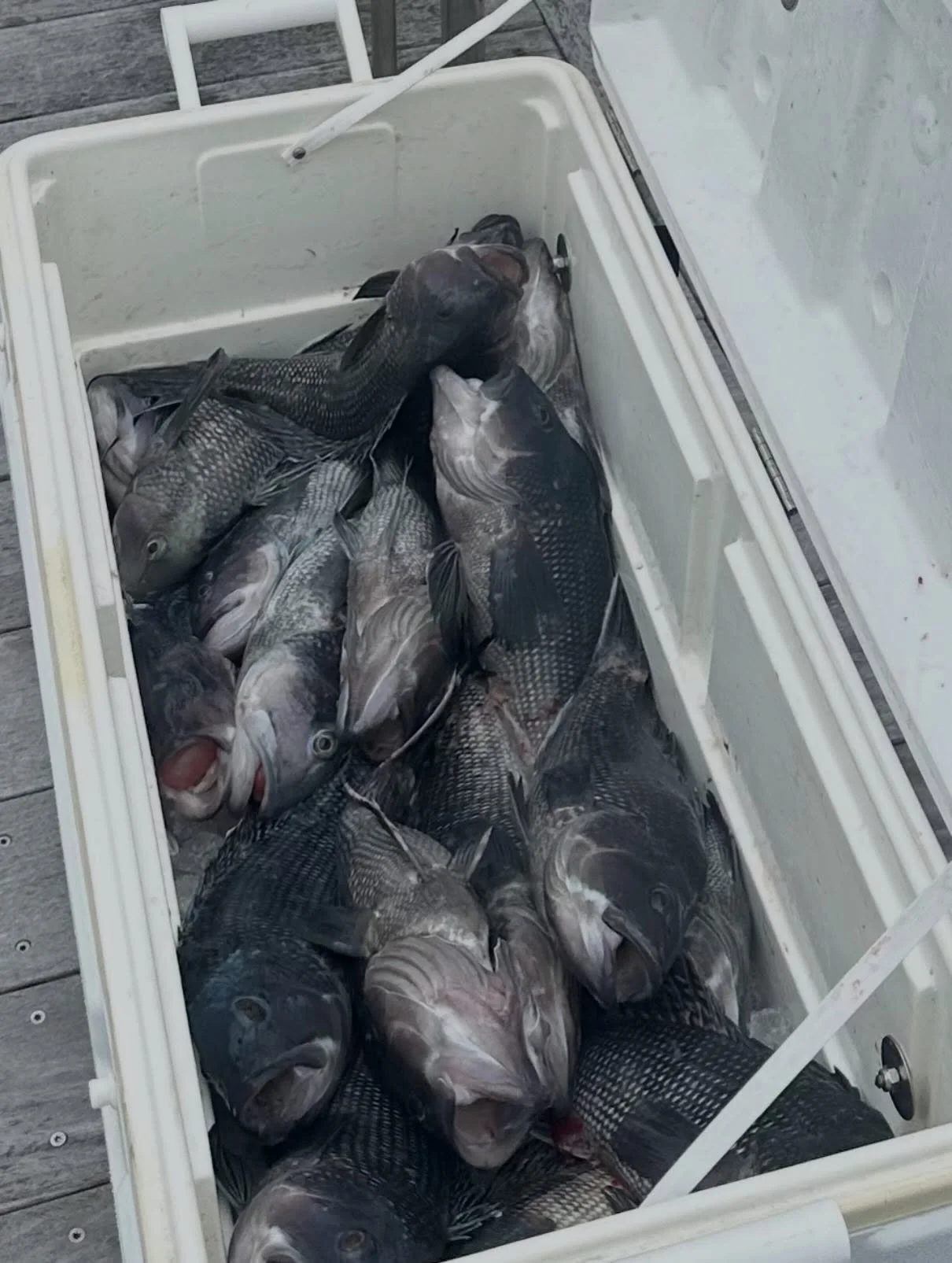 6/9 - Tried something a little different today and the action was non-stop.&nbsp;&nbsp;Fish were all over the jigs. Had to pick through the smaller fish and it was a grind for sure but everyone went home with a bag of fillets.

We will be back at it 