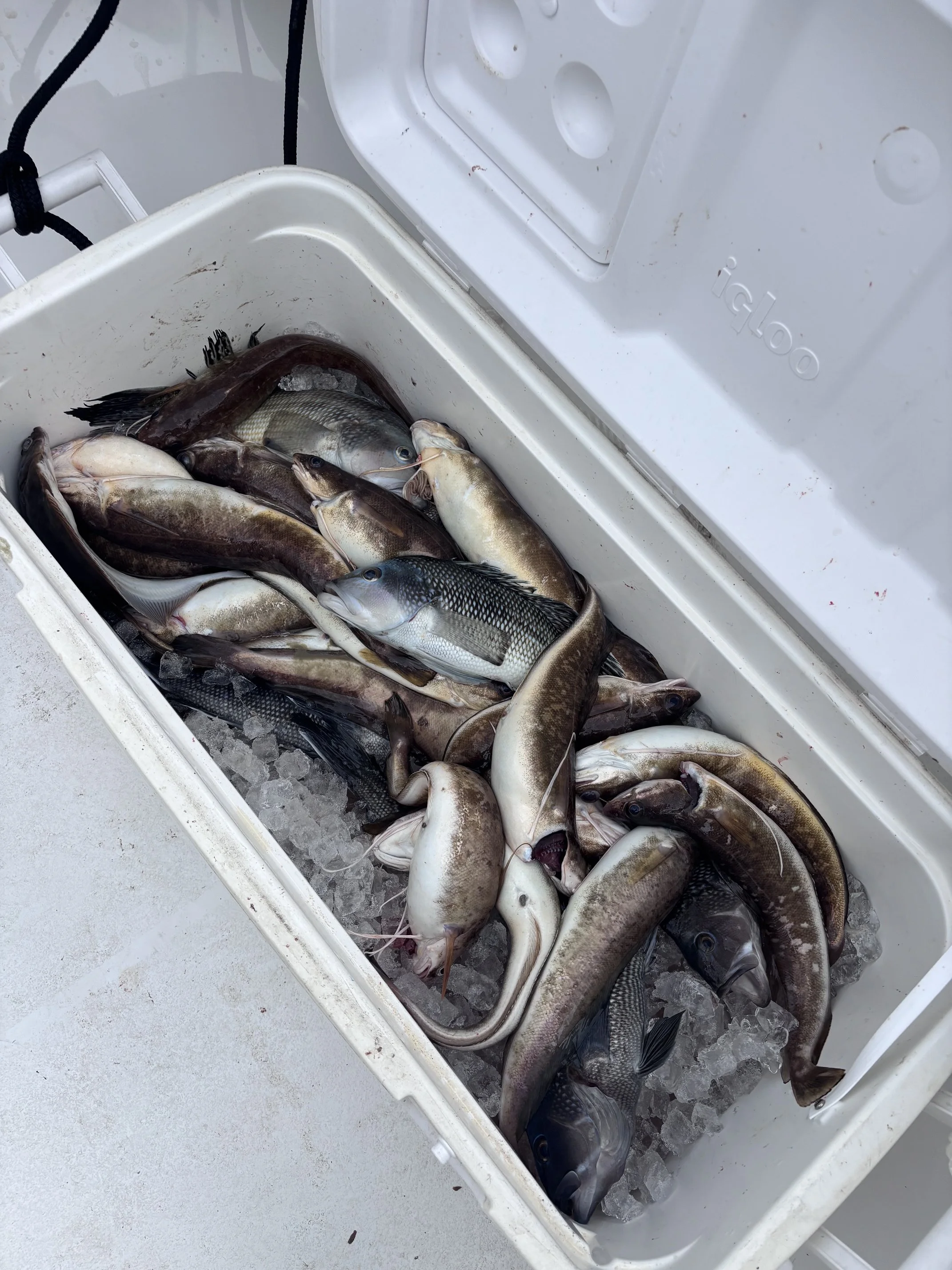 seabass cooler.jpeg