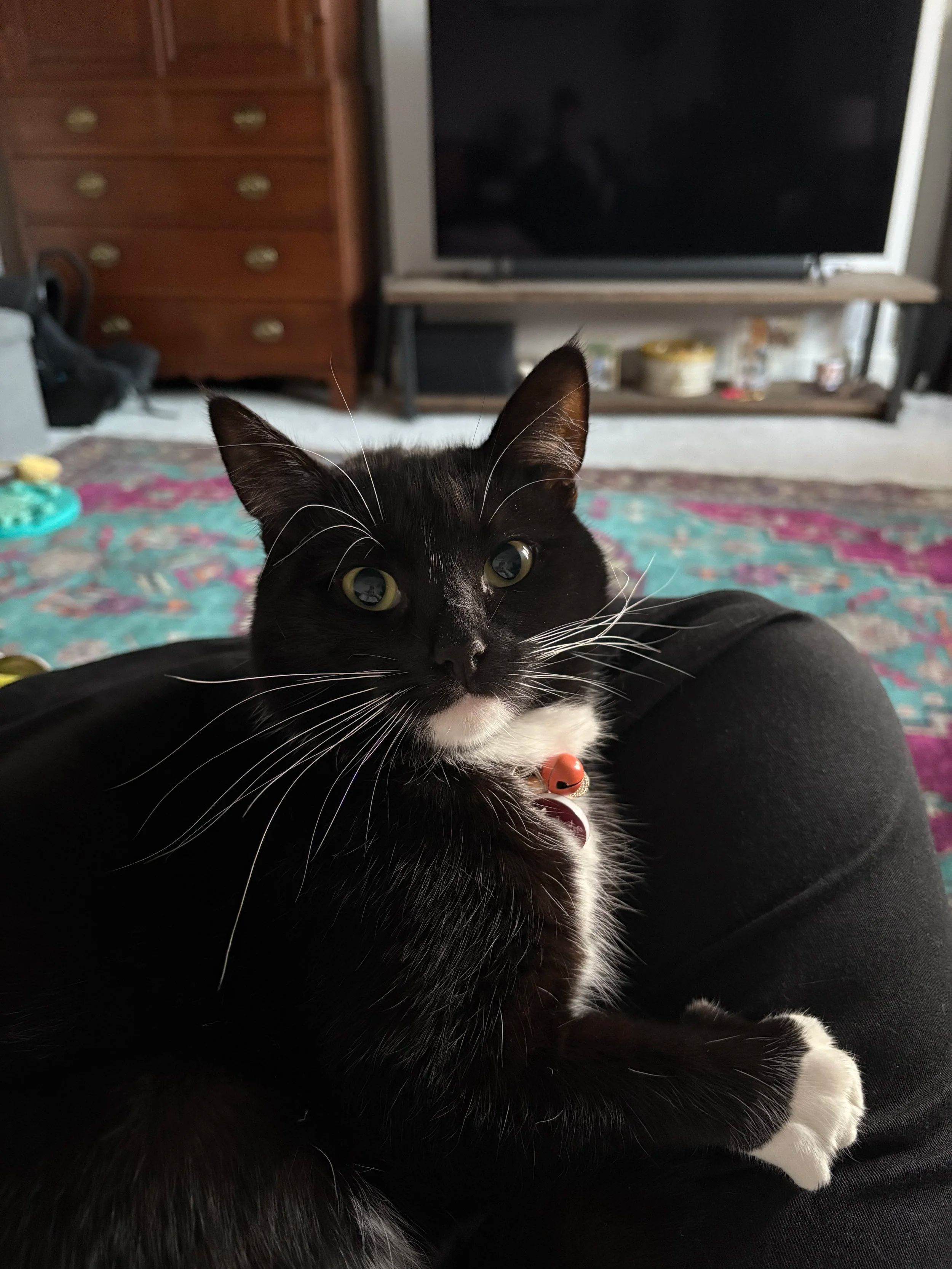 Cat sitting / small animal care