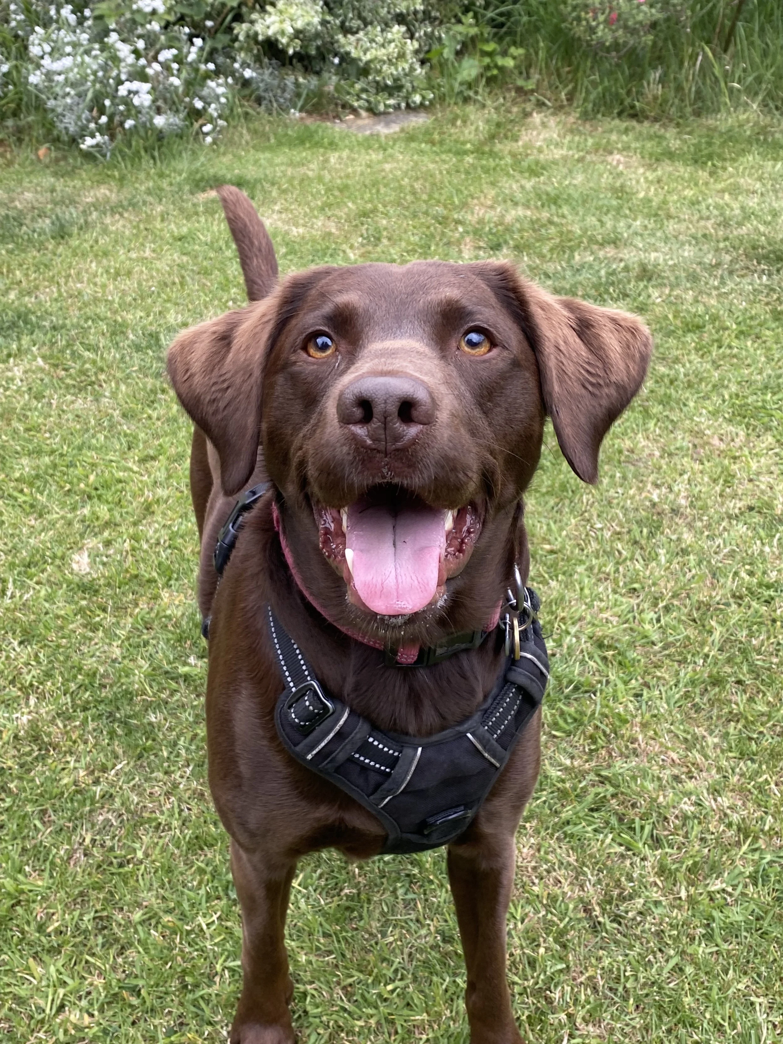 A happy brown dog with a black harness standing on green grass in a garden with white flowers in the background.