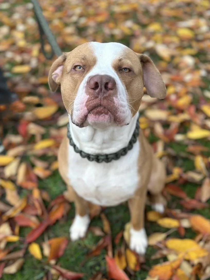 Close-up of a brown and white dog sitting on fallen autumn leaves.