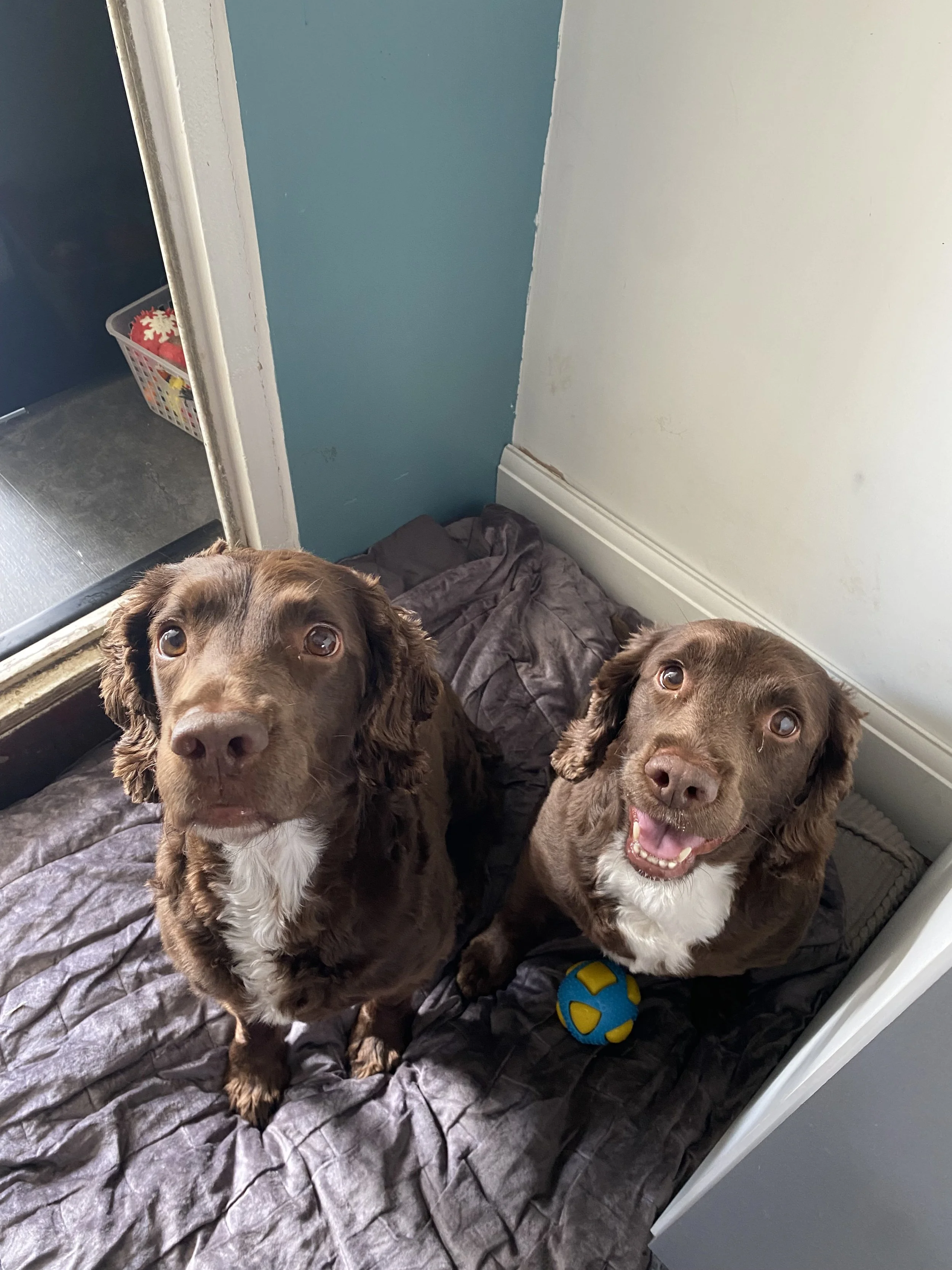 Two brown dogs with white chests sitting on a blanket inside a room with blue and white walls. One dog has a yellow and blue toy ball at its paws. A small basket with toys is visible in the background.