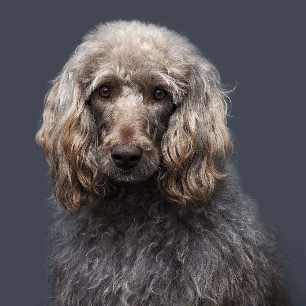 Close-up of a dog with curly and wavy fur, long floppy ears, and a dark background.