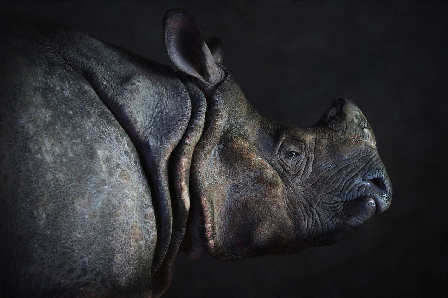 Close-up of a black rhinoceros lying down, with its head resting and one eye visible, set against a dark background.