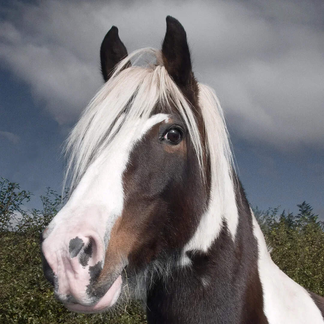 Close-up of a brown and white horse with a white mane standing outdoors under a cloudy sky.