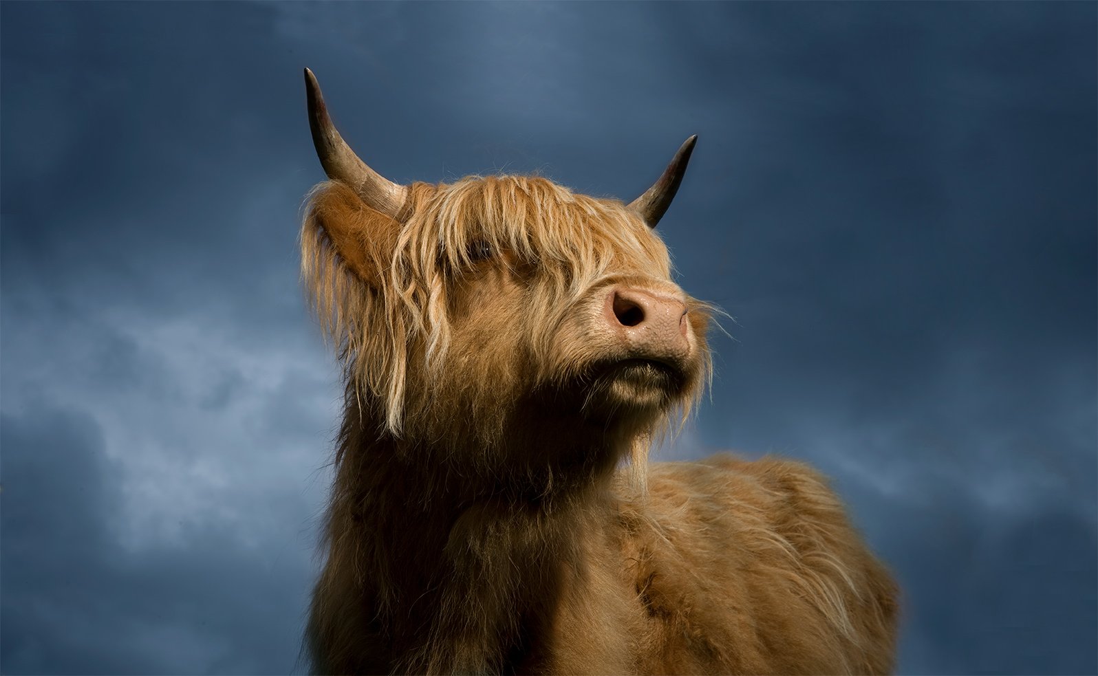 Highland-Cow-Dramatic.jpg