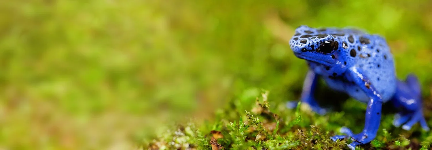 Close-up of a blue poison dart frog on mossy ground in a rainforest.