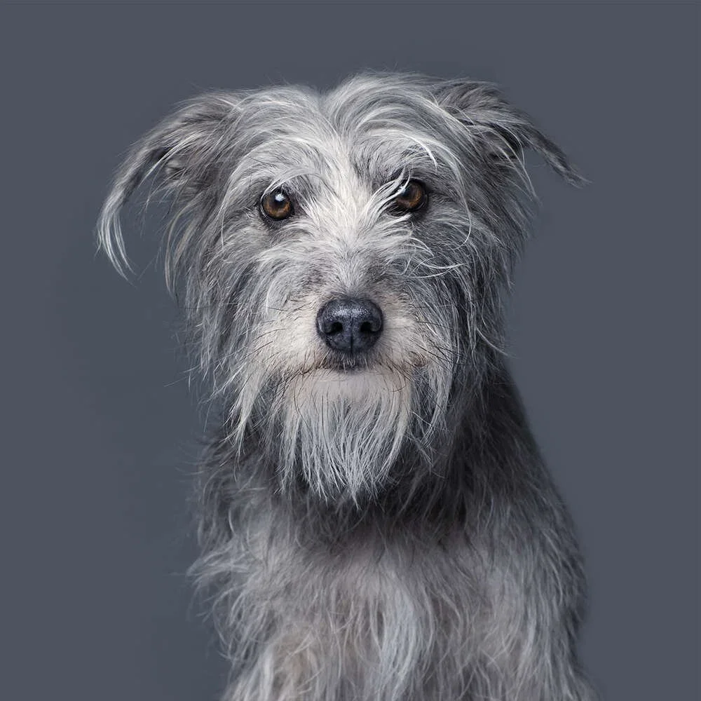 A scruffy gray dog with long hair and brown eyes looking at the camera against a gray background.
